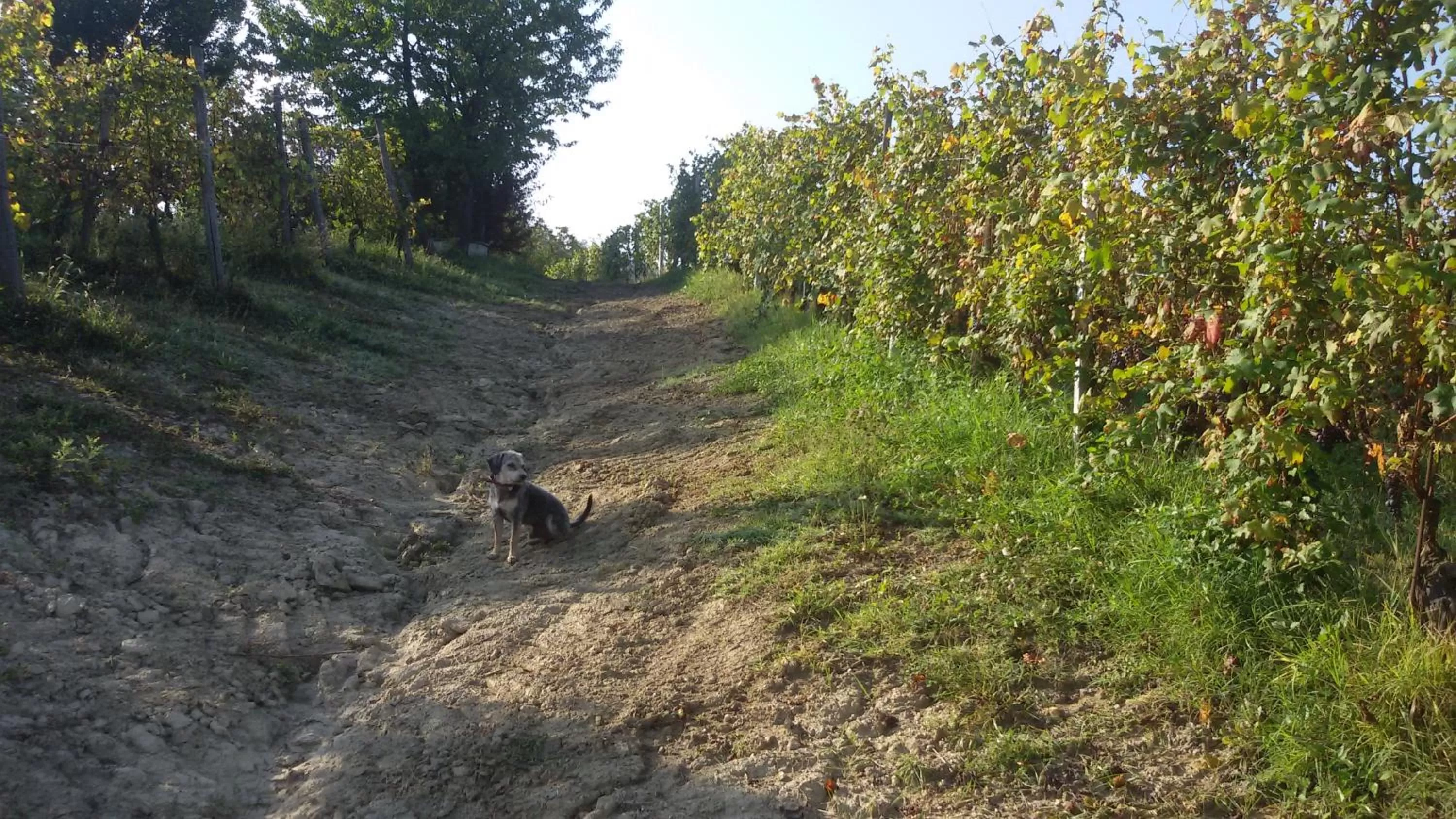 Pets in Cascina Torello