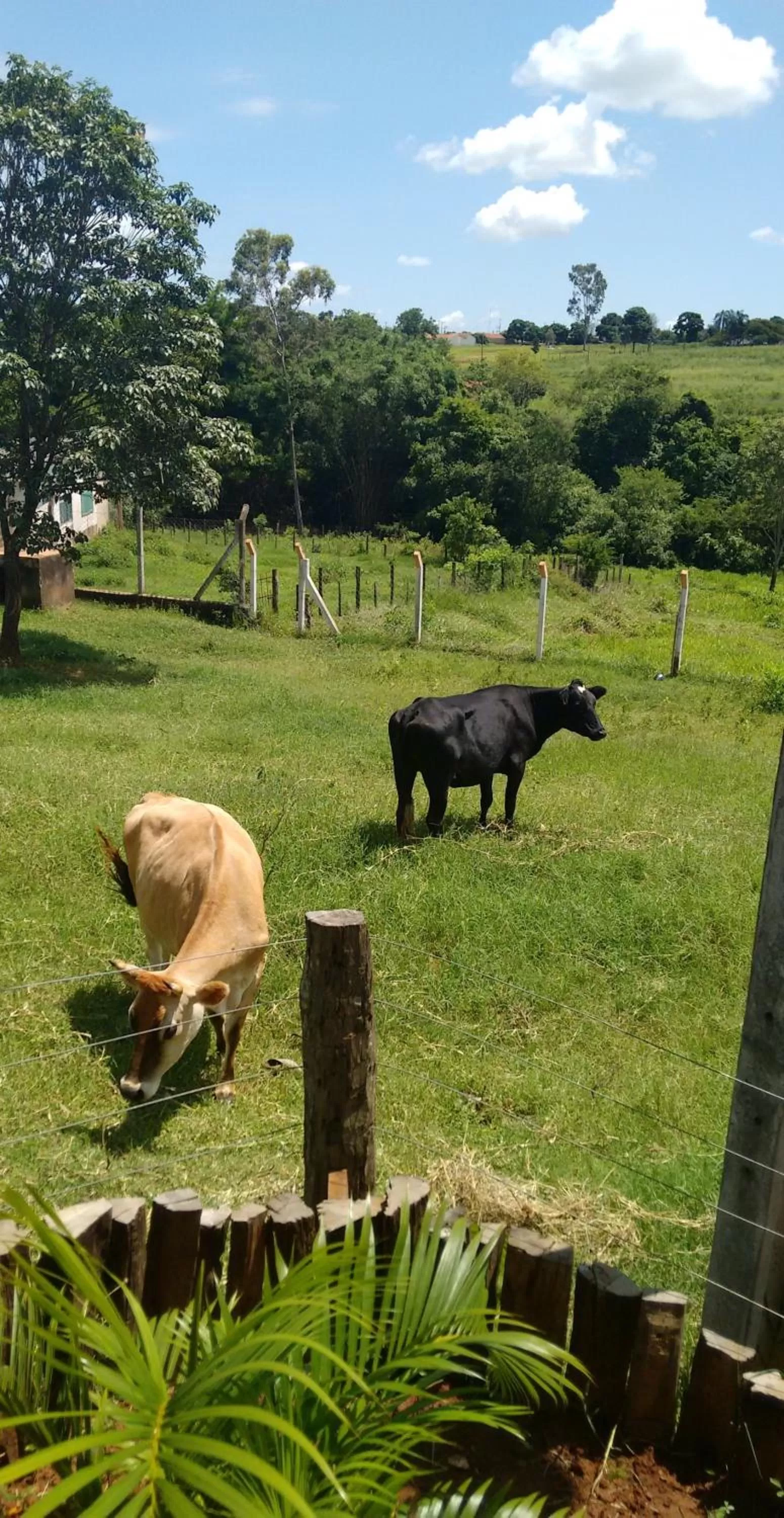Animals, Other Animals in Pousada Sorocabana