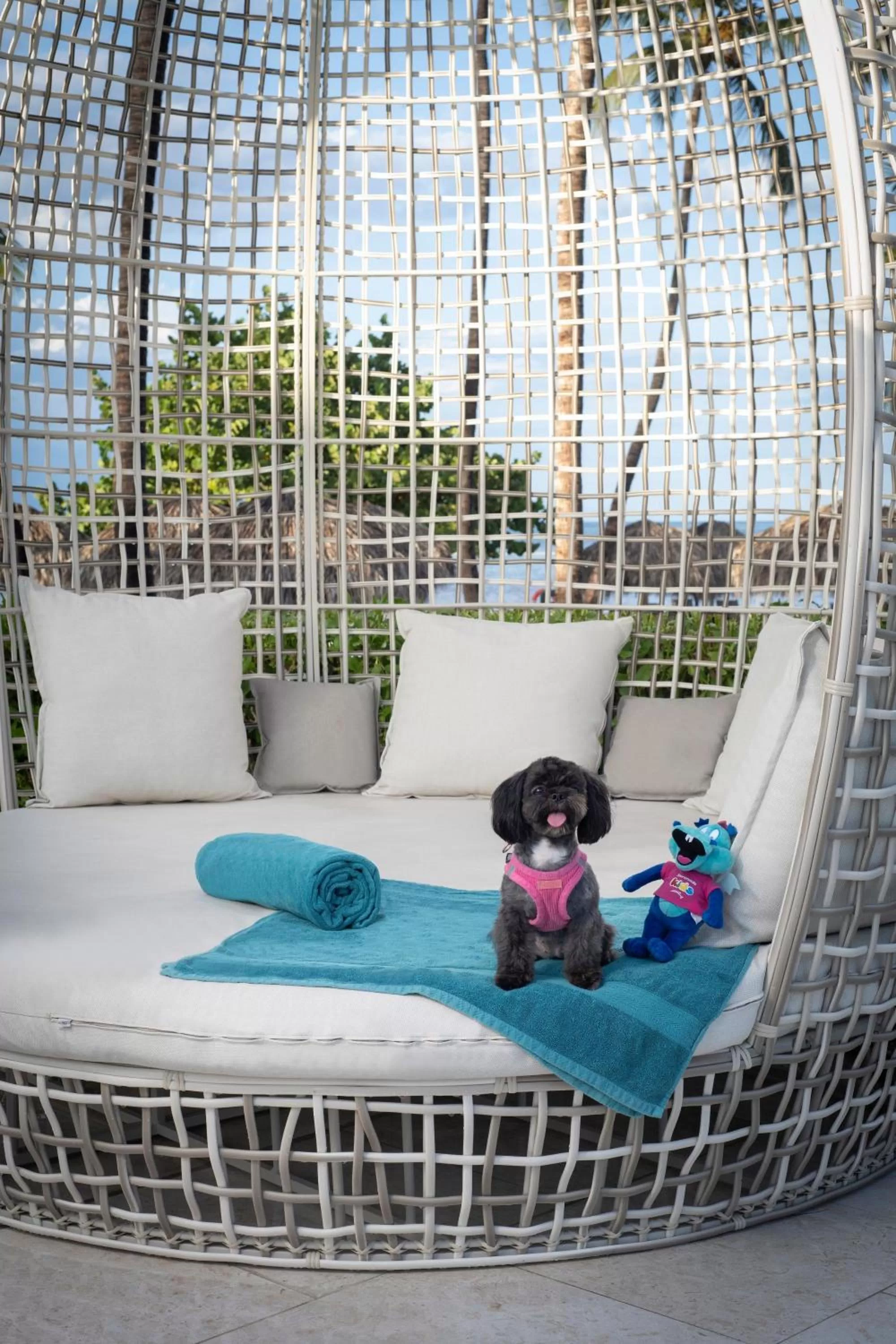 Pets in Serenade Punta Cana Beach & Spa Resort