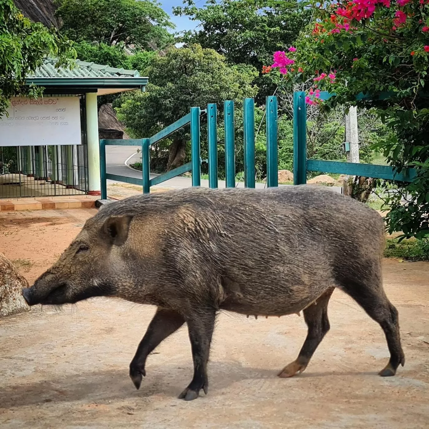 Other Animals in Jungle river humbhaha hostel
