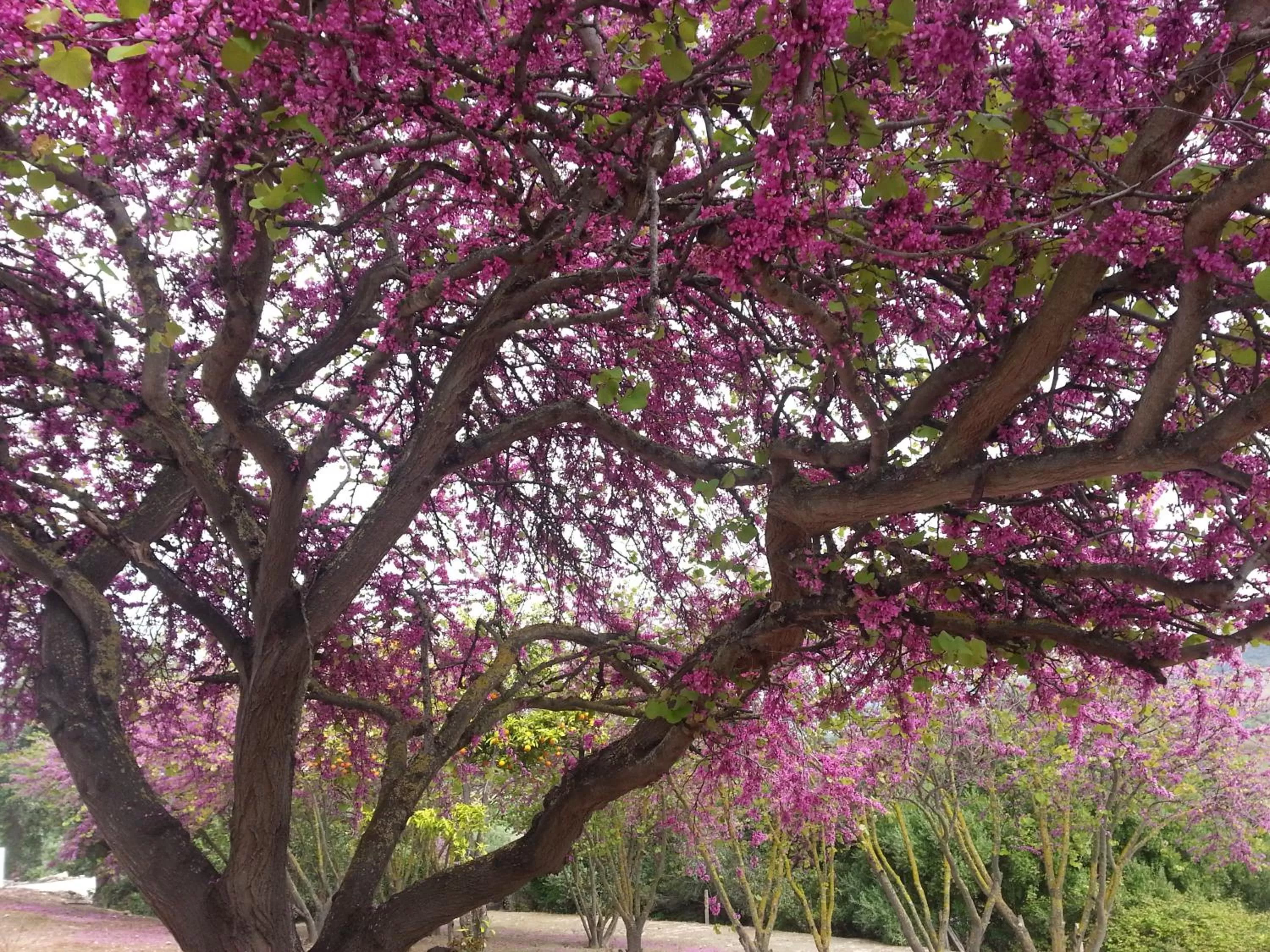 Garden in Hacienda El Santiscal