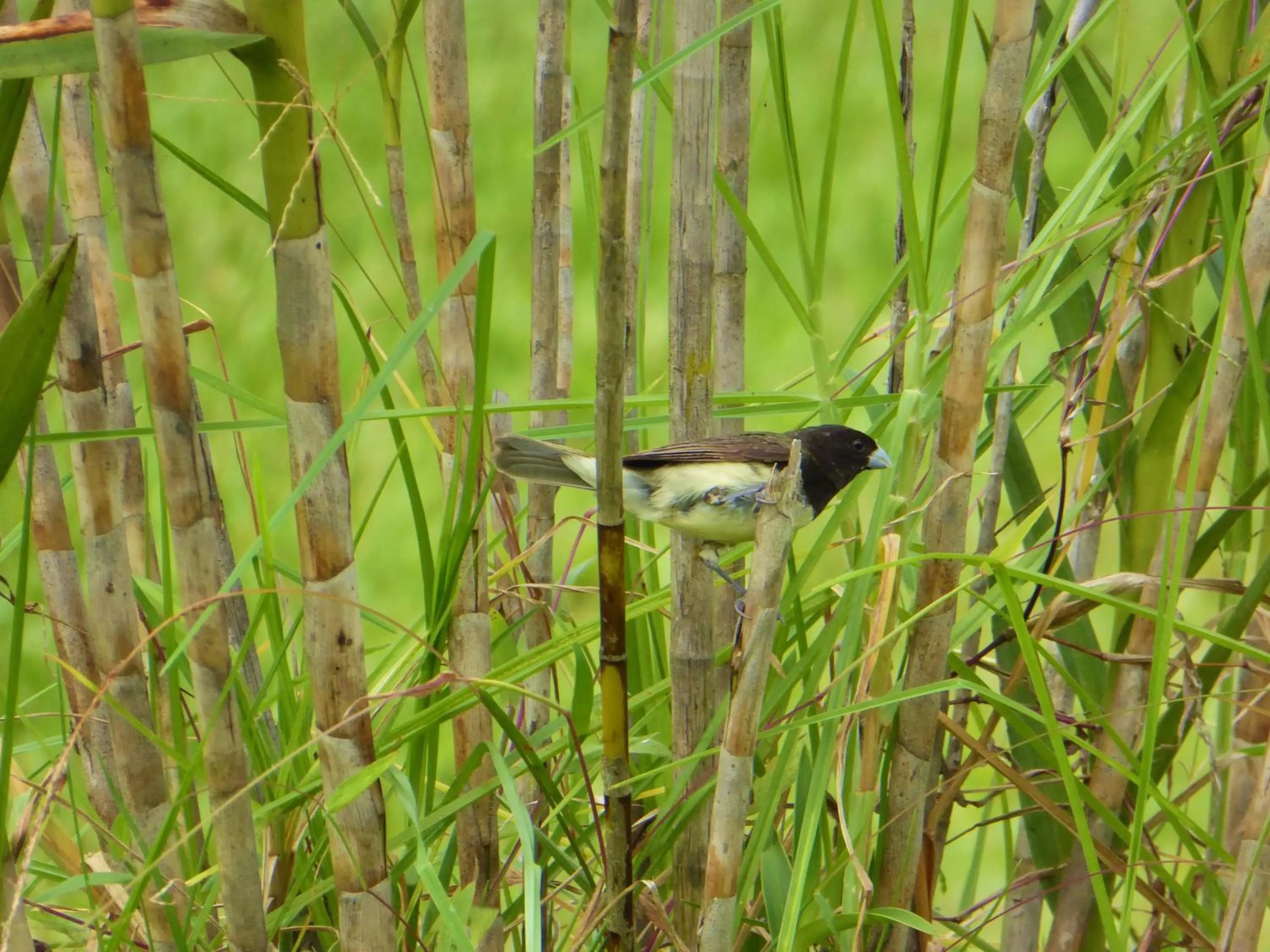 Animals, Other Animals in Finca El Cielo