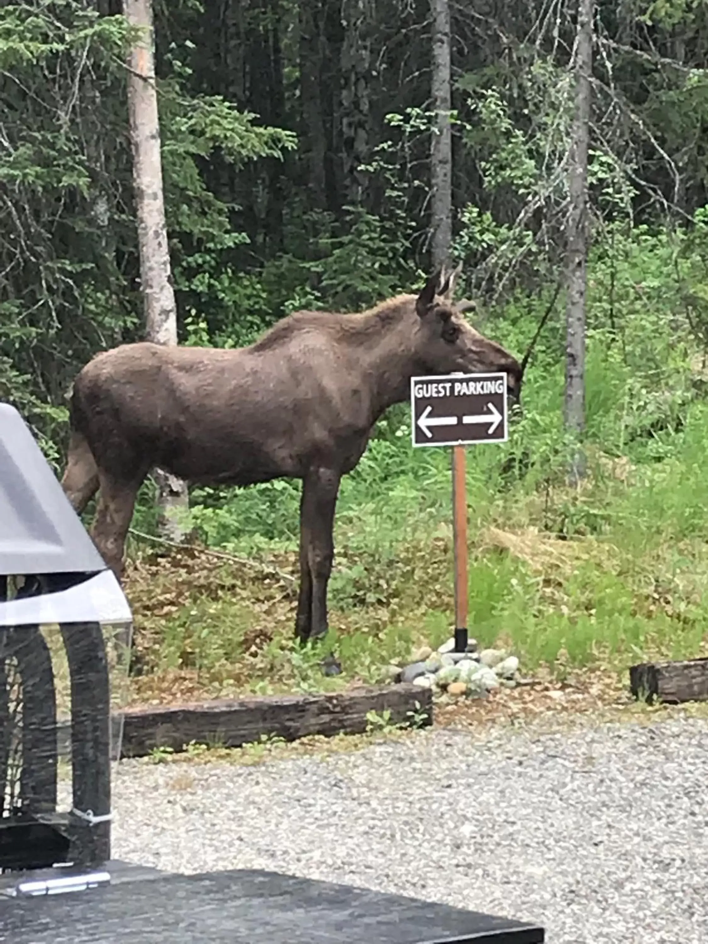 Other Animals in Talkeetna Lakeside Cabins Other Animals in Talkeetna Lakeside Cabins
