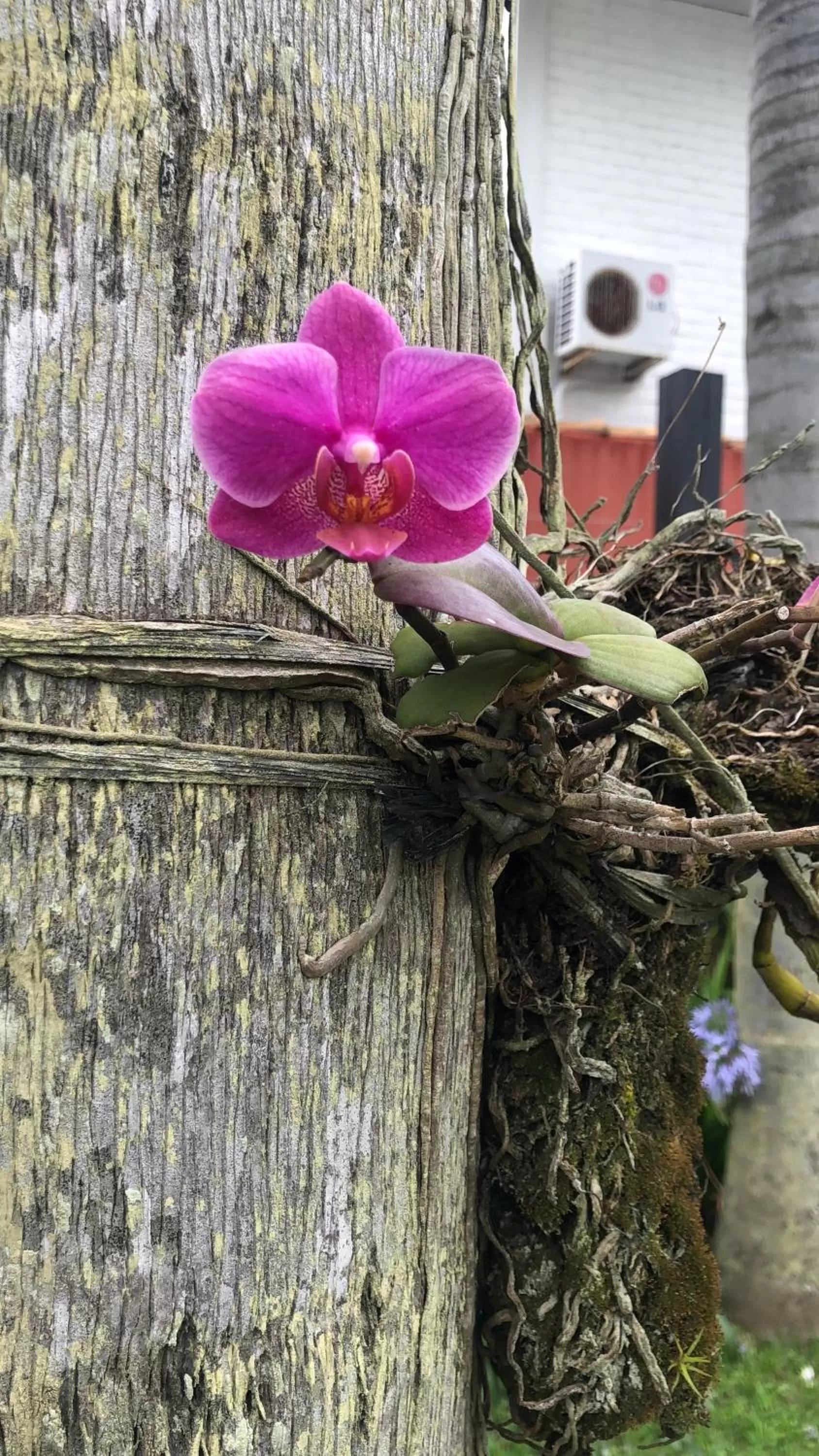 Garden, Other Animals in Janela de Marcia Bed and Breakfast