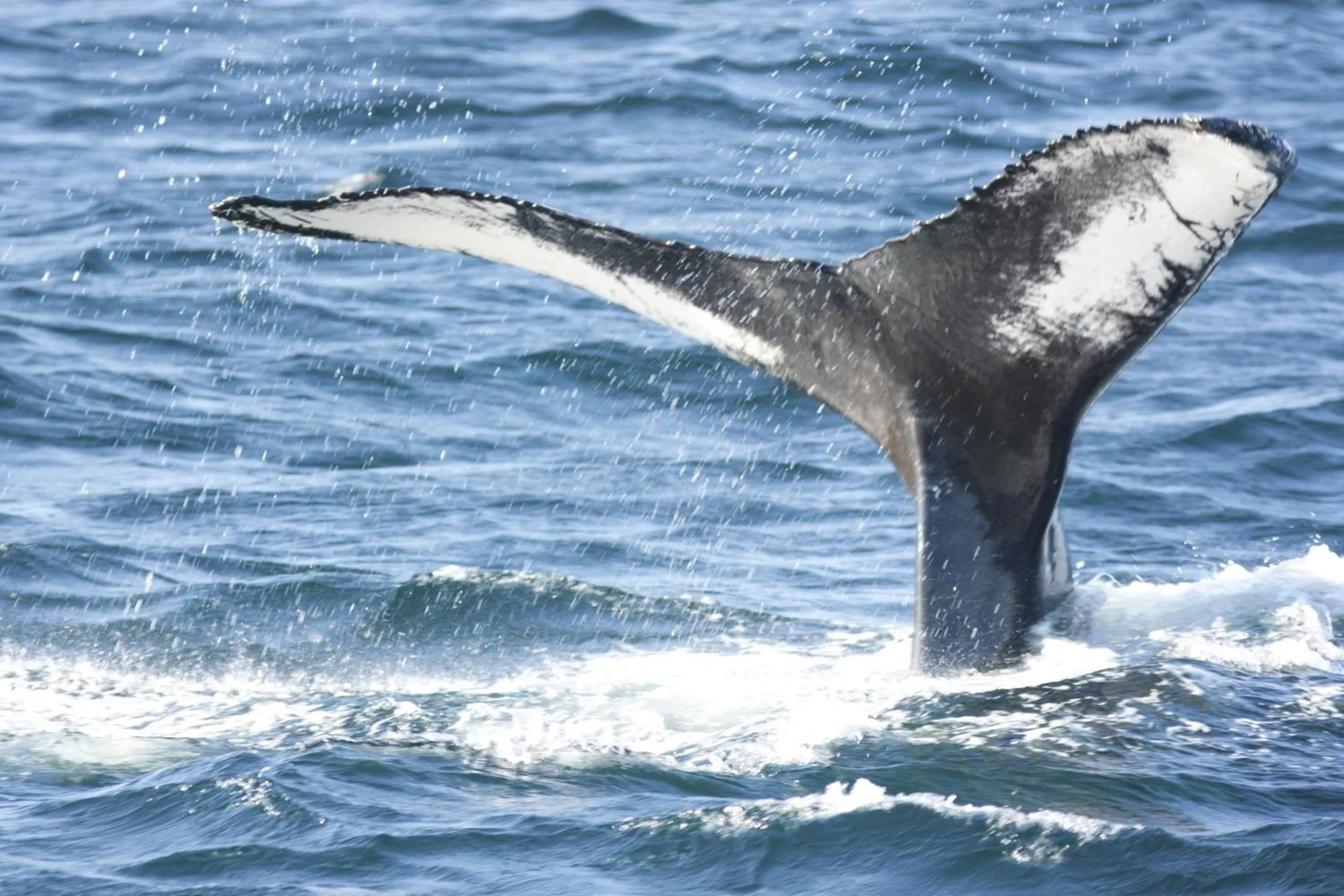 Nearby landmark in Deer Lake Horizon Hotel, BW Signature Collection