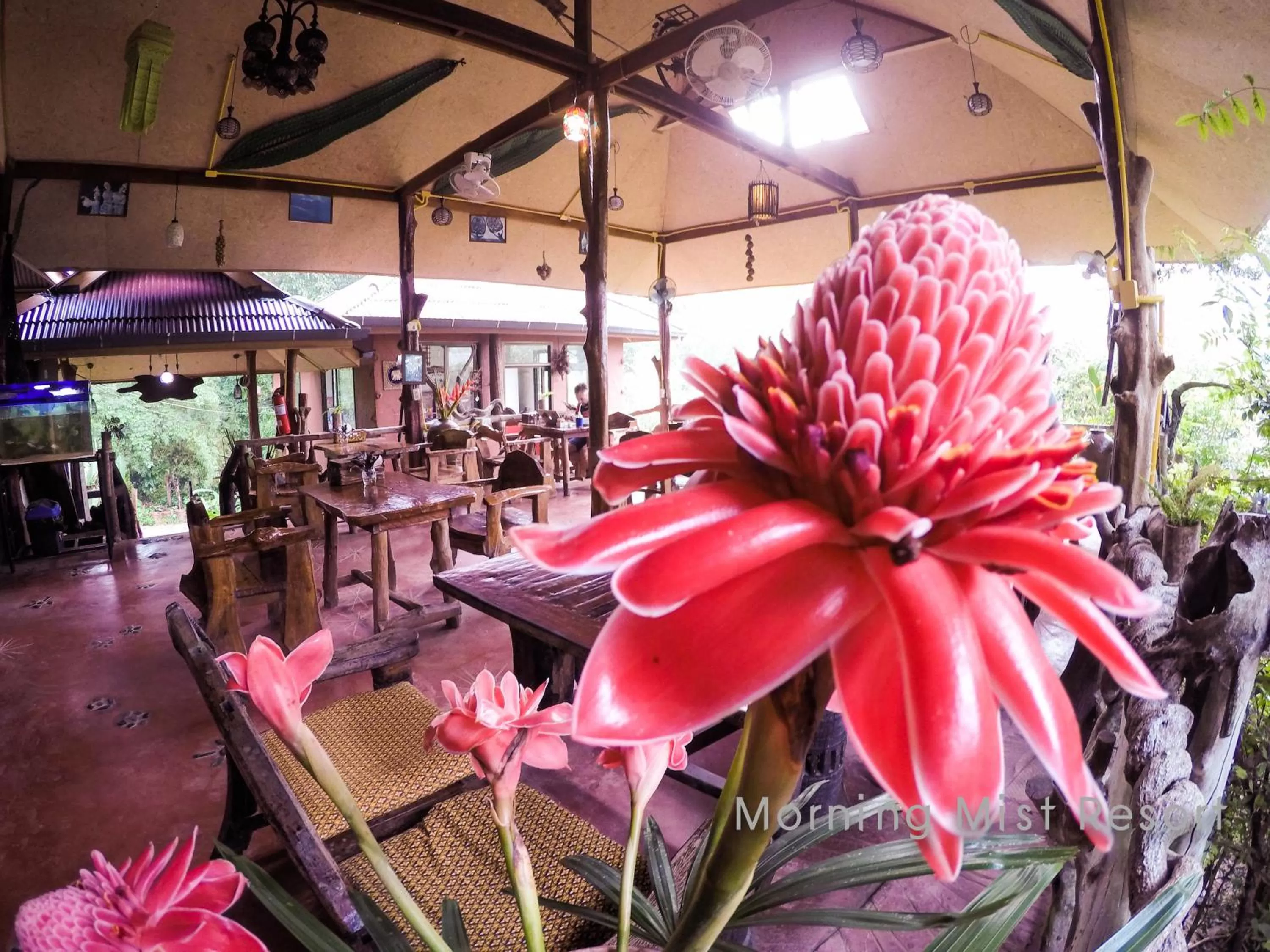 Restaurant/places to eat in Khao Sok Morning Mist Resort