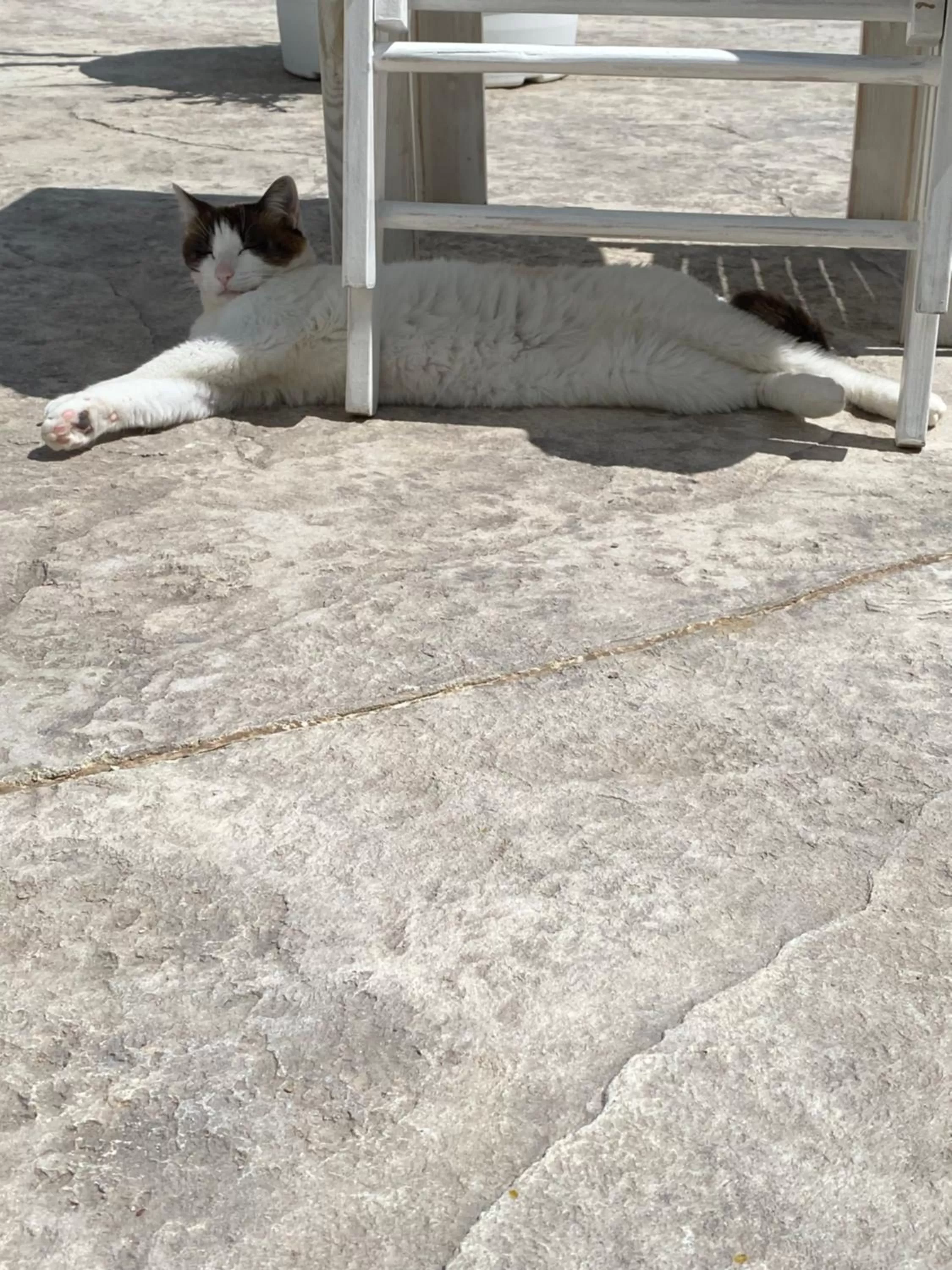 Pets in La casa di Nina