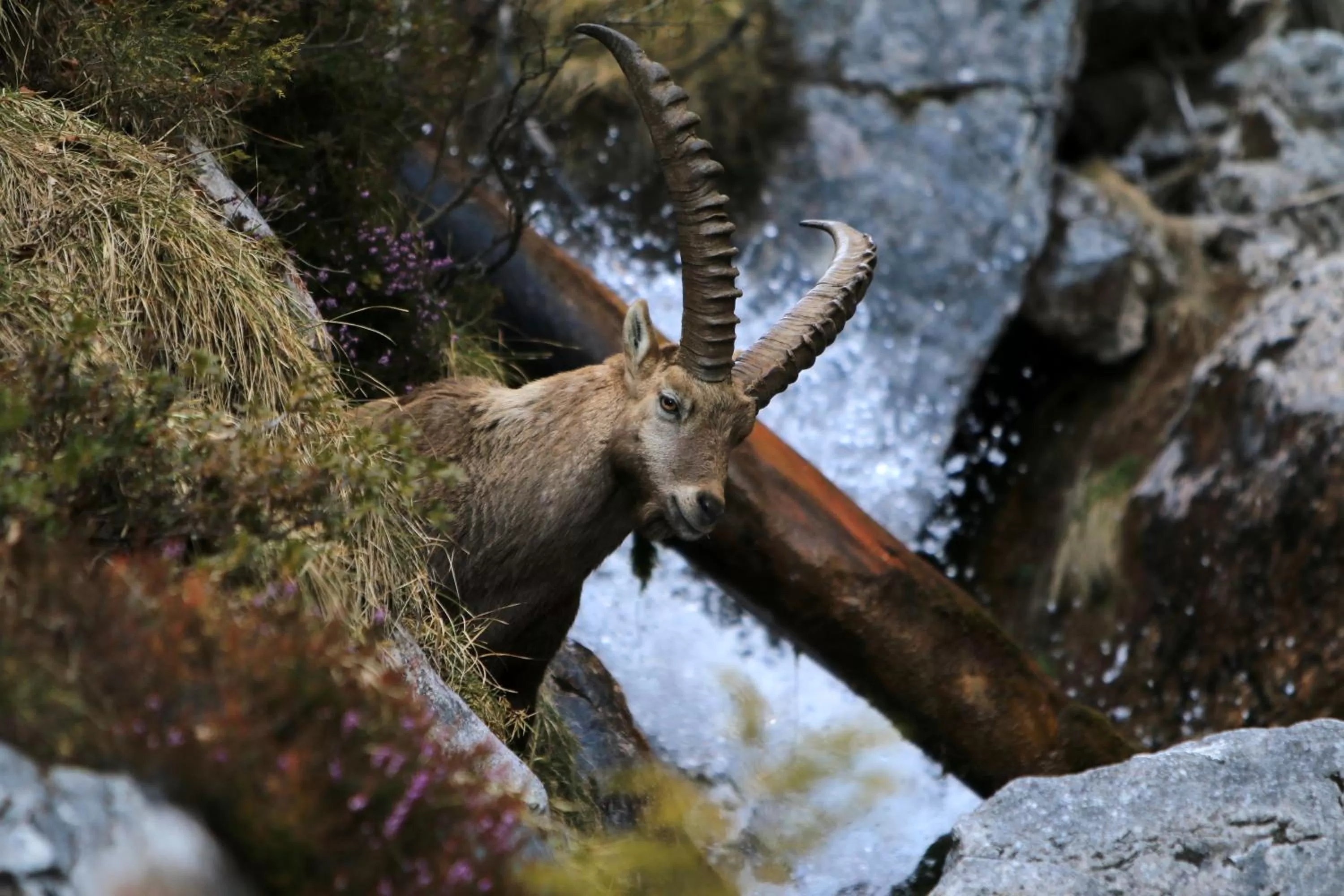 Animals in Pension Adlerhorst