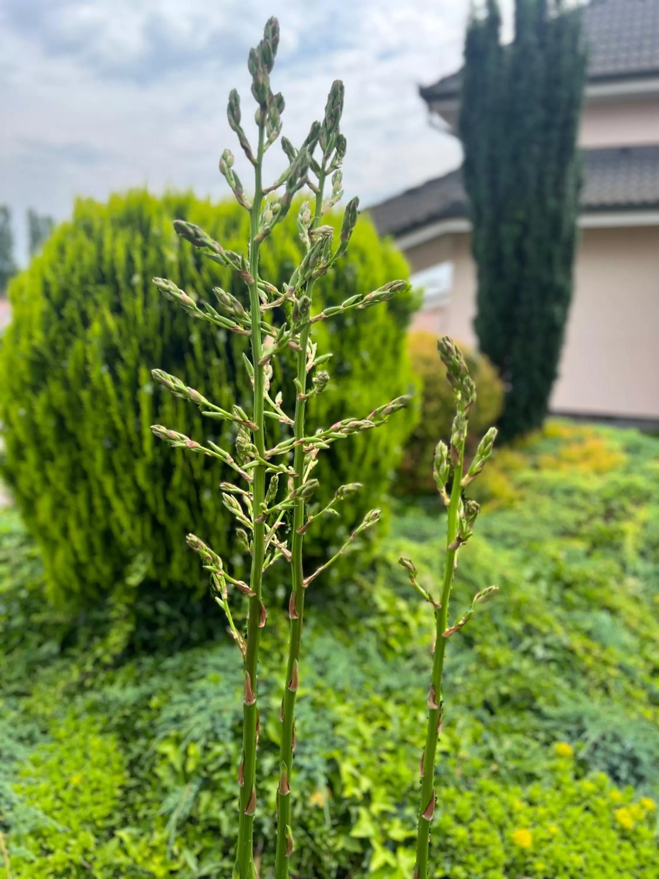 Garden in Spa & Wellness Hotel Orchidea