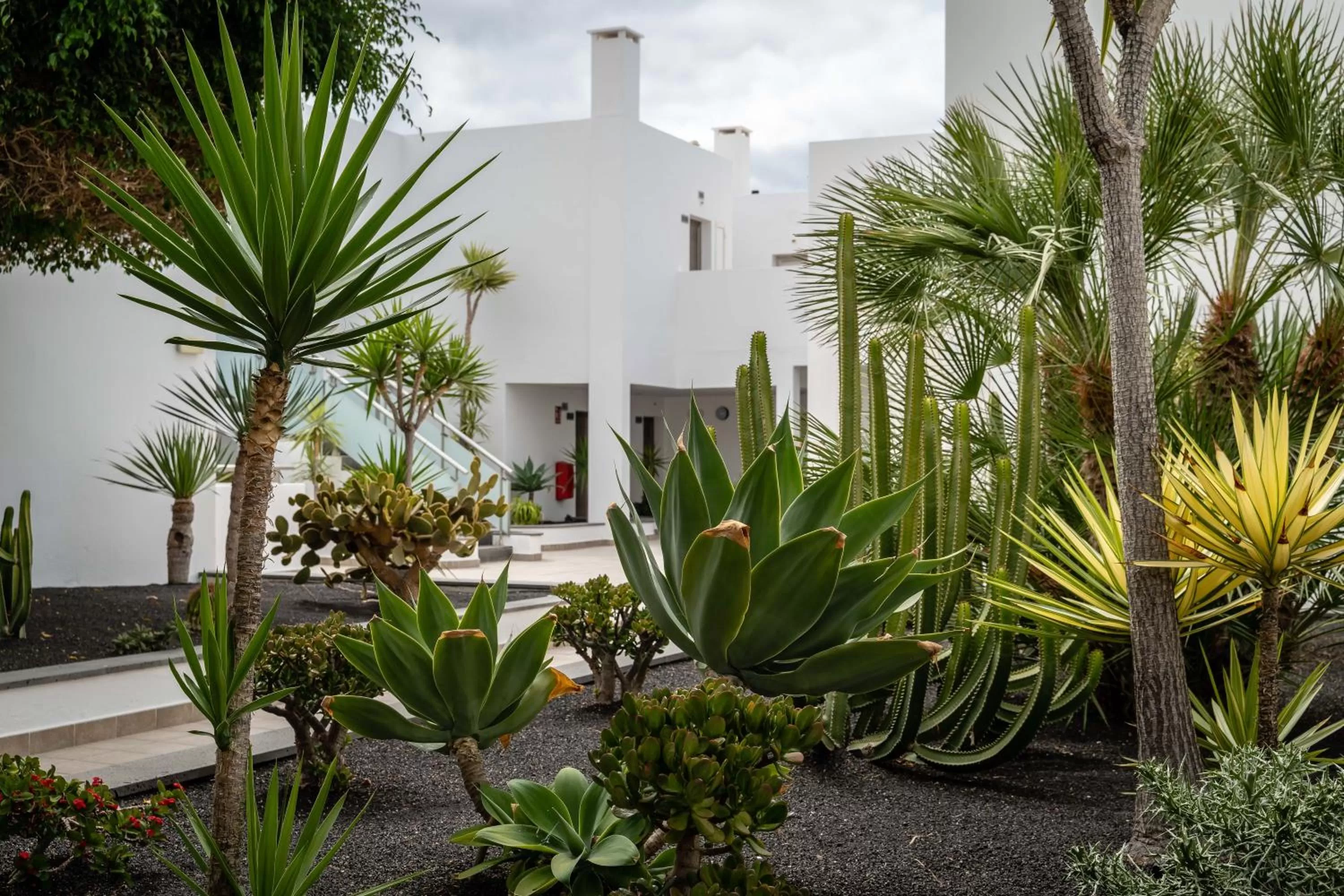 Garden in Hotel Lanzarote Village