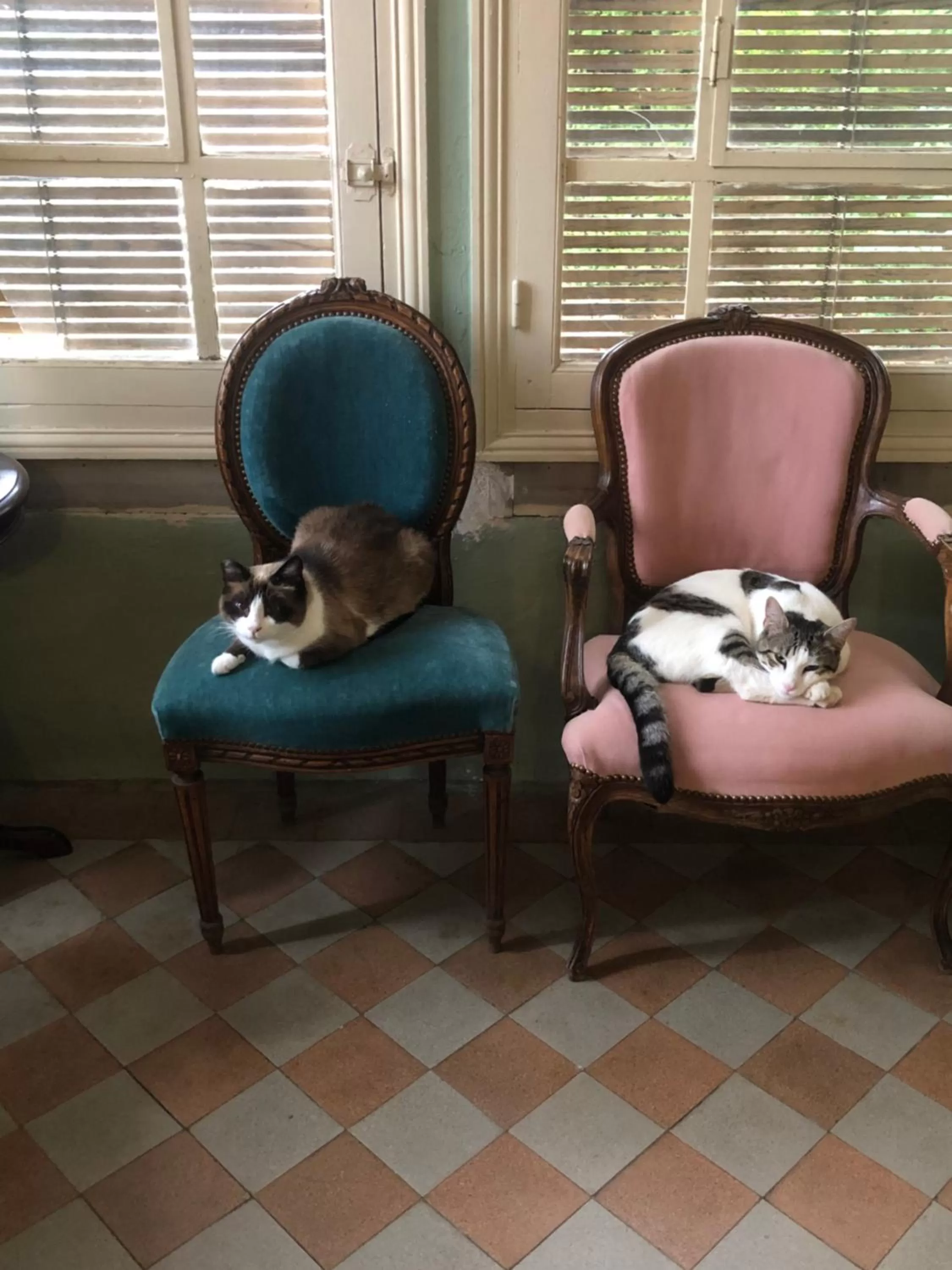 Pets in Maison de la Comtesse