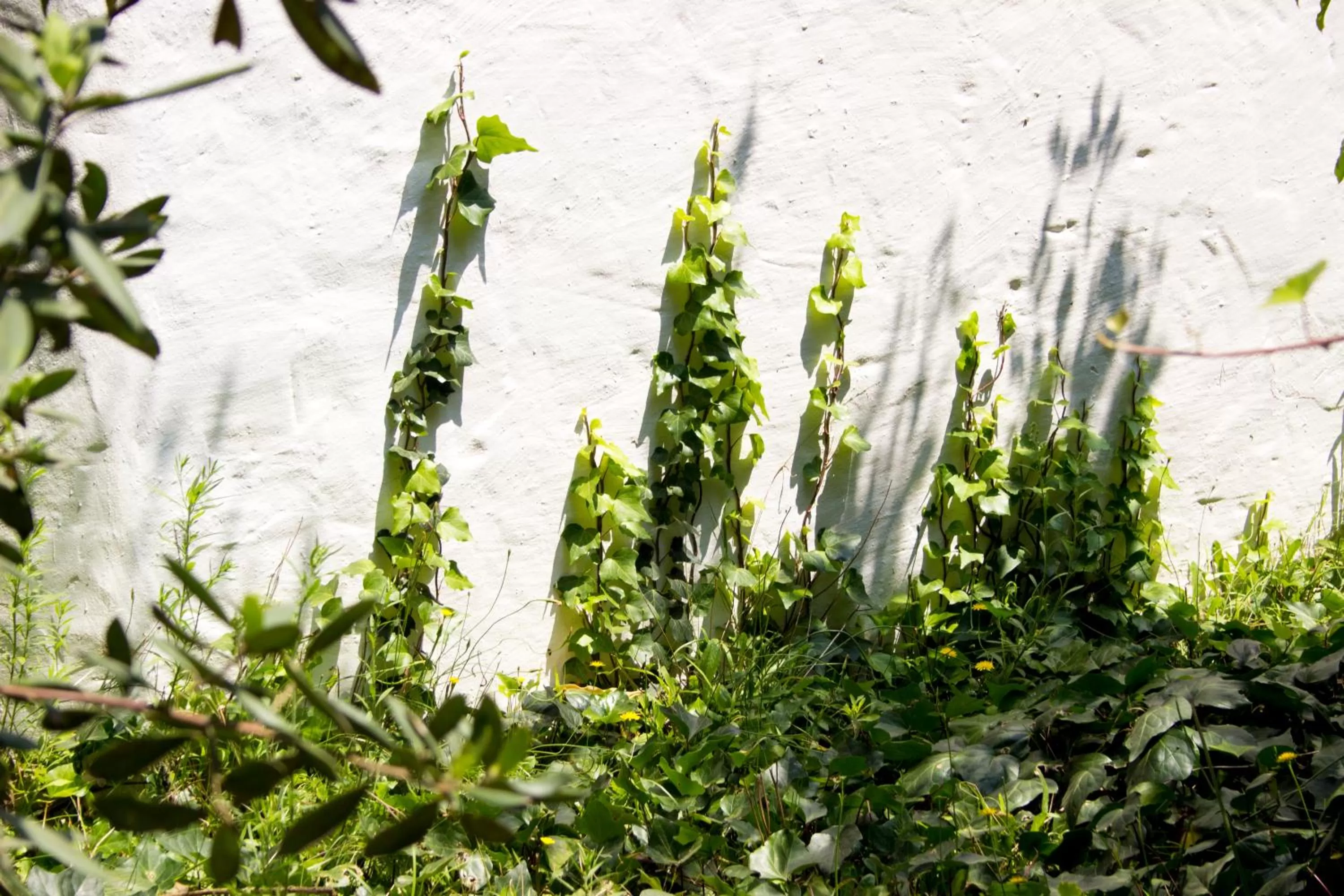 Garden in Victoria Heights B&B