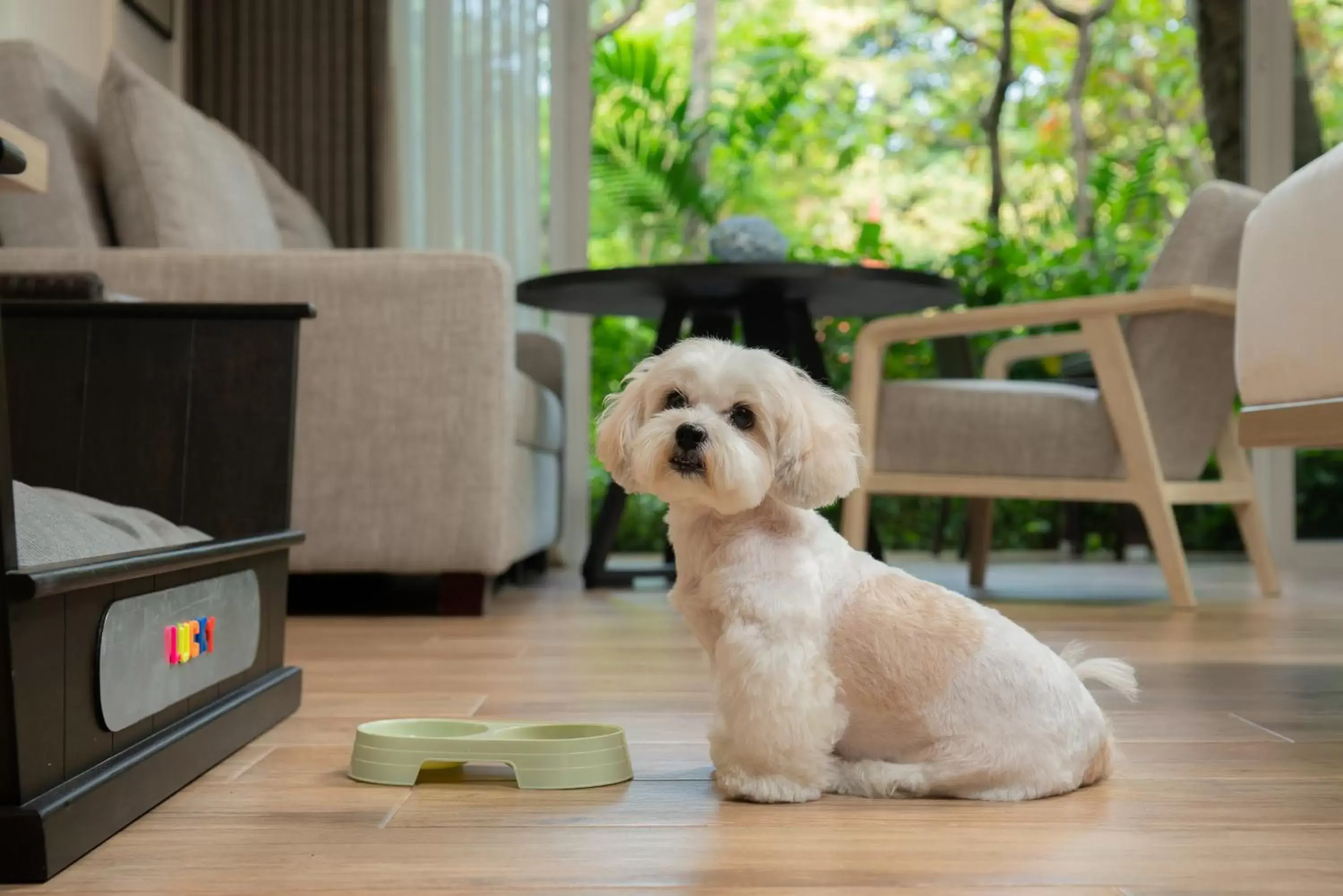 2 Twin Beds Pet Friendly Deluxe in Hyatt Regency Hua Hin 2 Twin Beds Pet Friendly Deluxe in Hyatt Regency Hua Hin