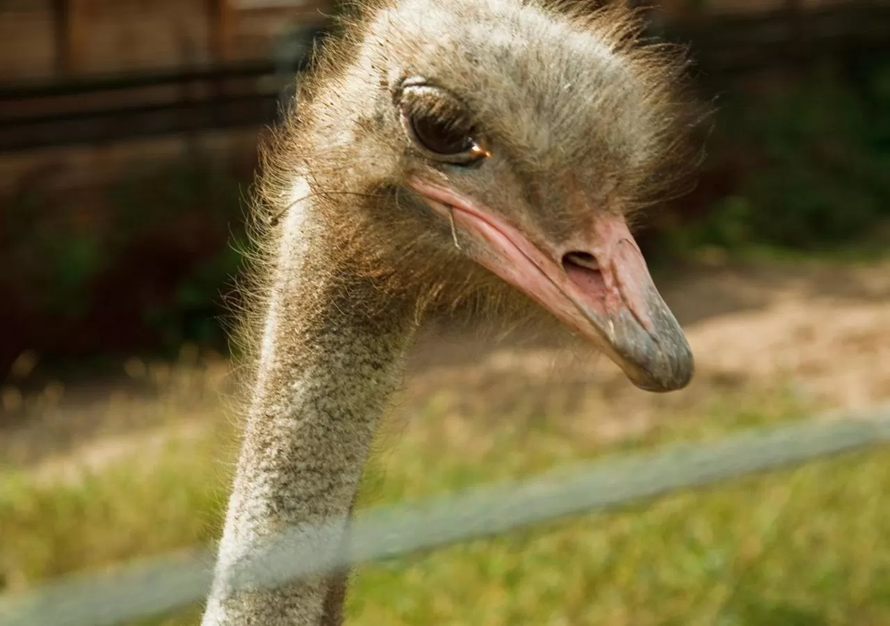 Animals, Other Animals in Ziołowa Dolina