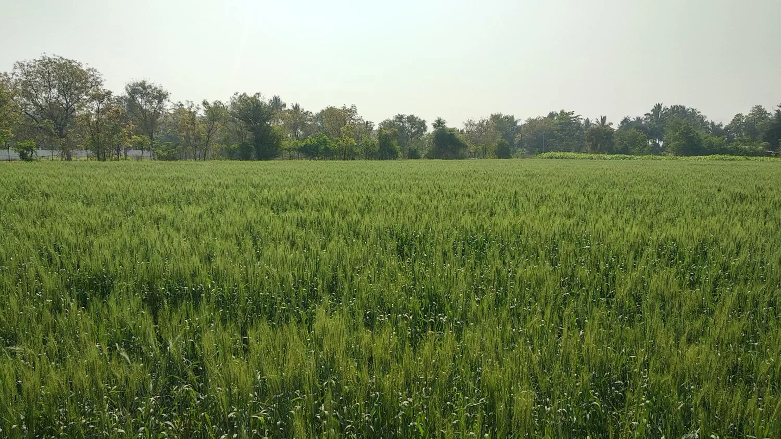 Other in SAI SRUSHTI by NEEM SQUARE