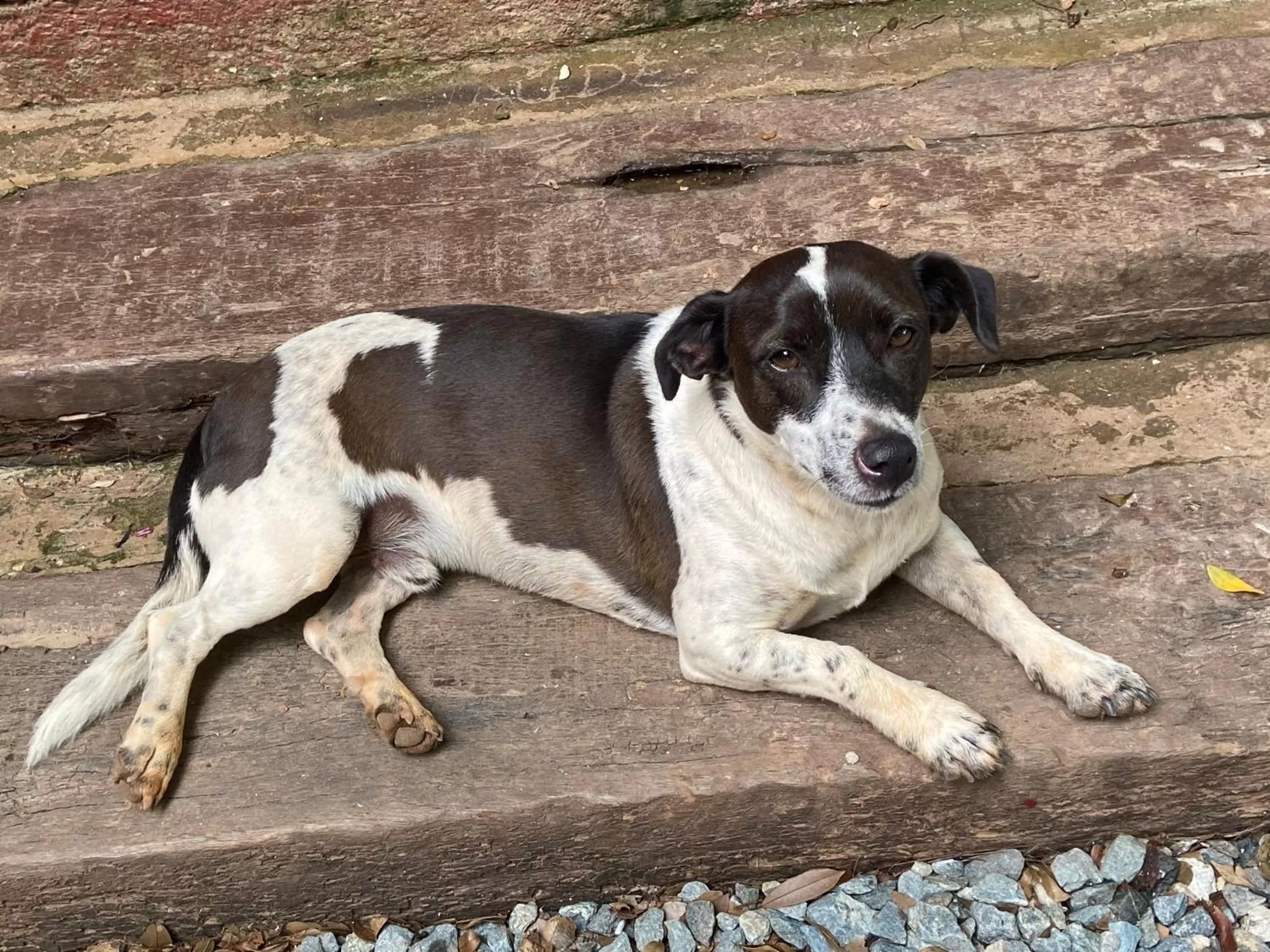 Pets in A Mi Manera Bistro, Pousada e Cervejaria Artesanal!