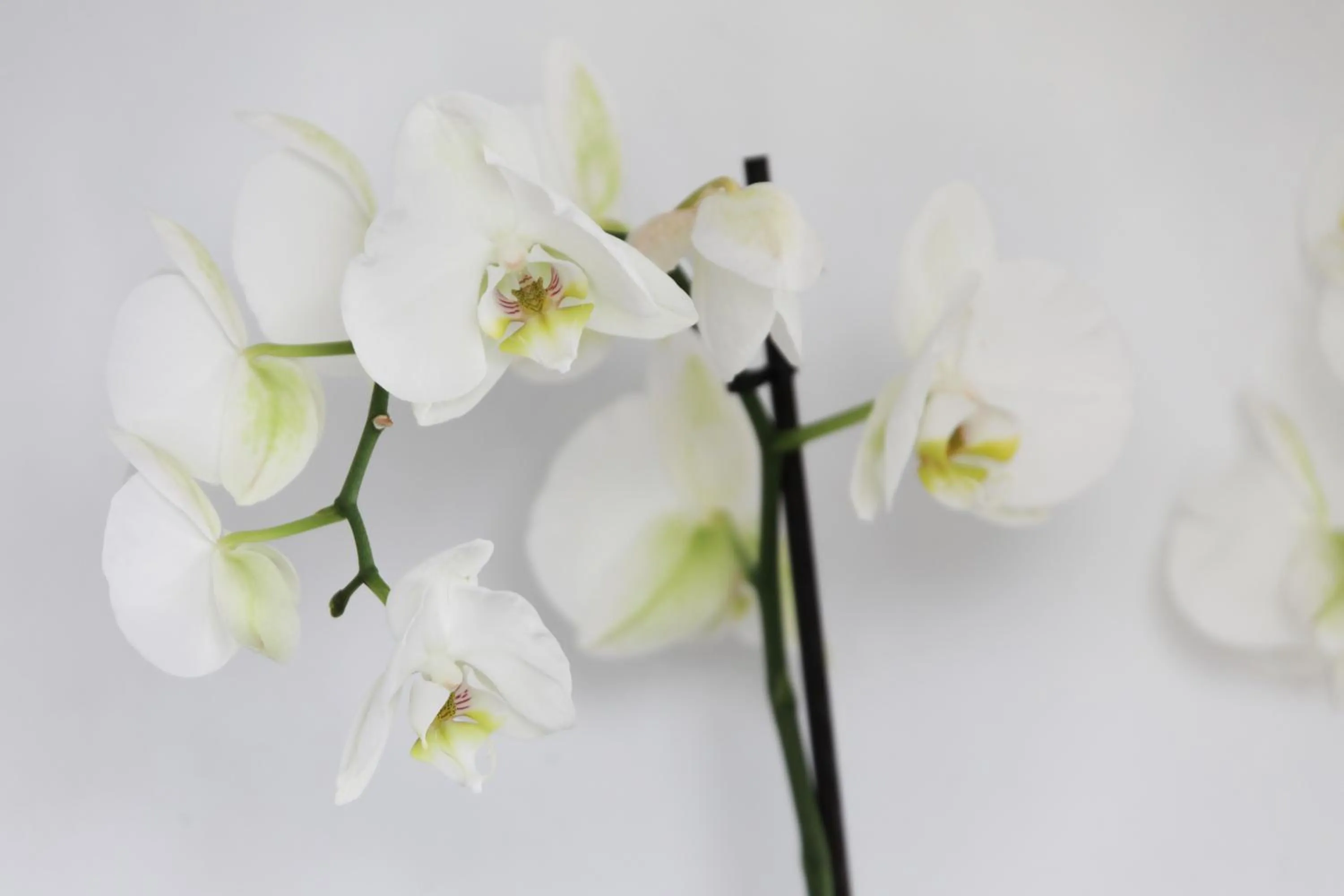 Food in Hotel La Pergola Mallorca