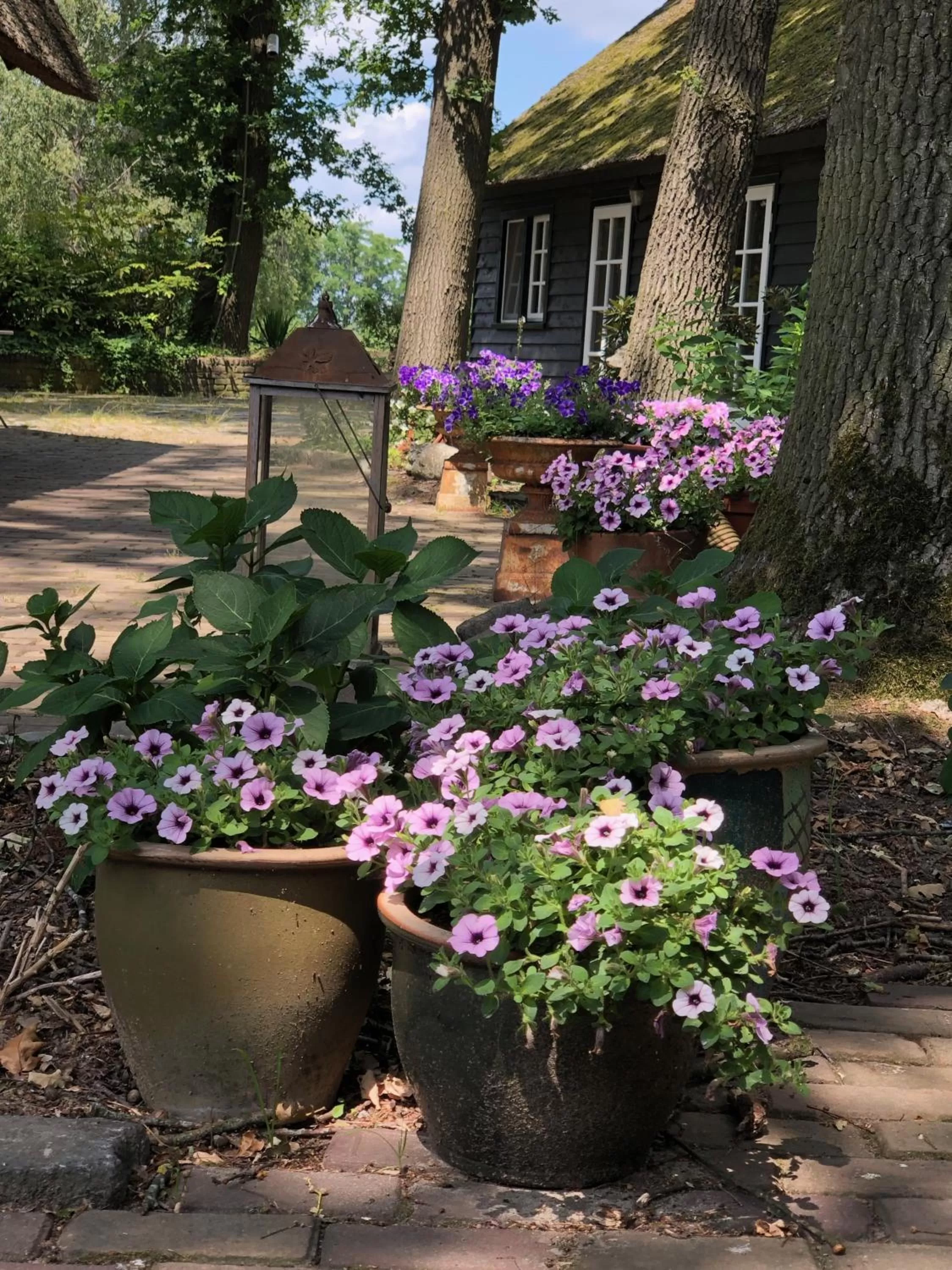 Garden in Hof van Eersel