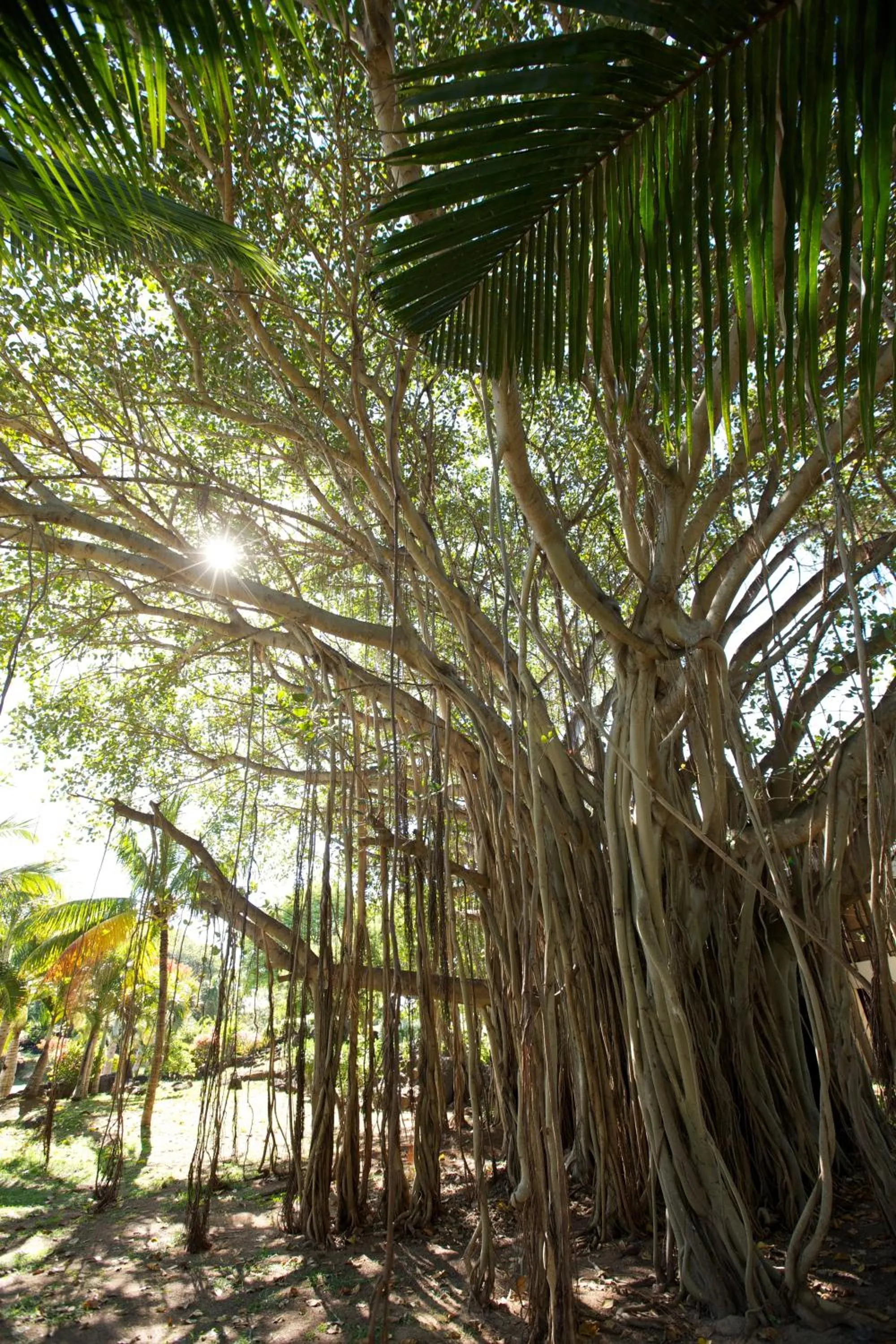 Natural landscape in LUX* Grand Gaube Resort & Villas