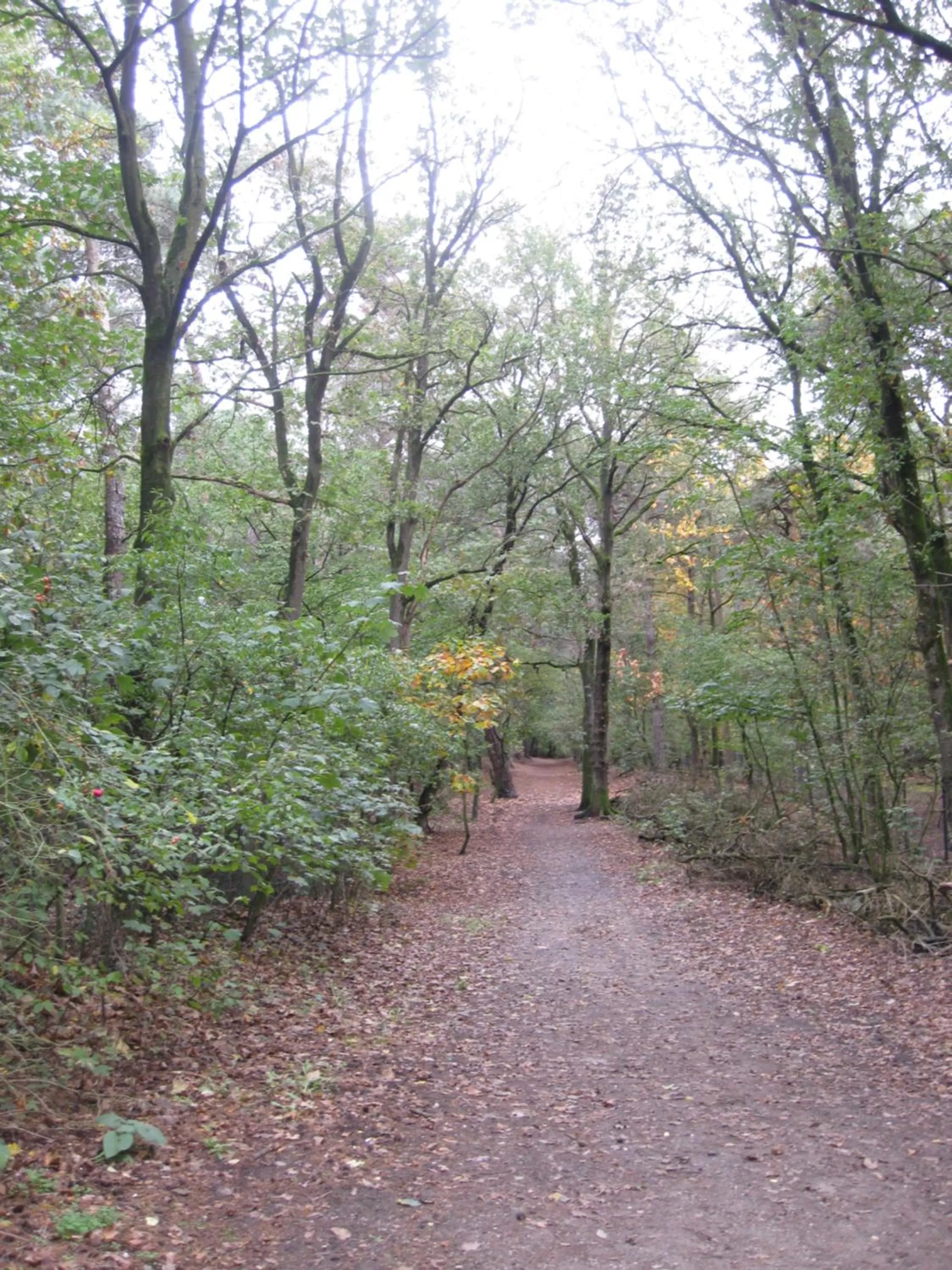 Natural landscape in Bosgeluk