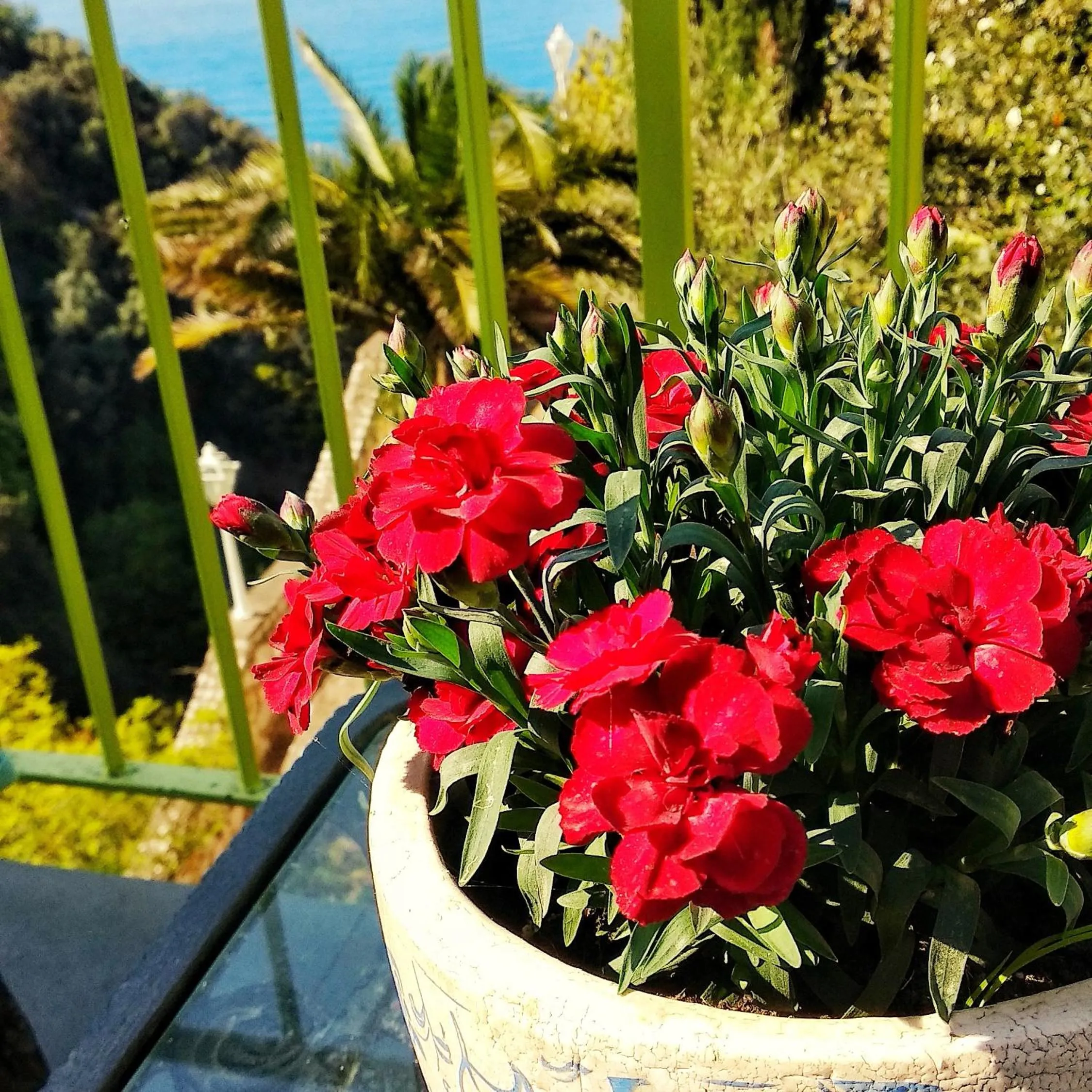 Garden in Hotel Desiree