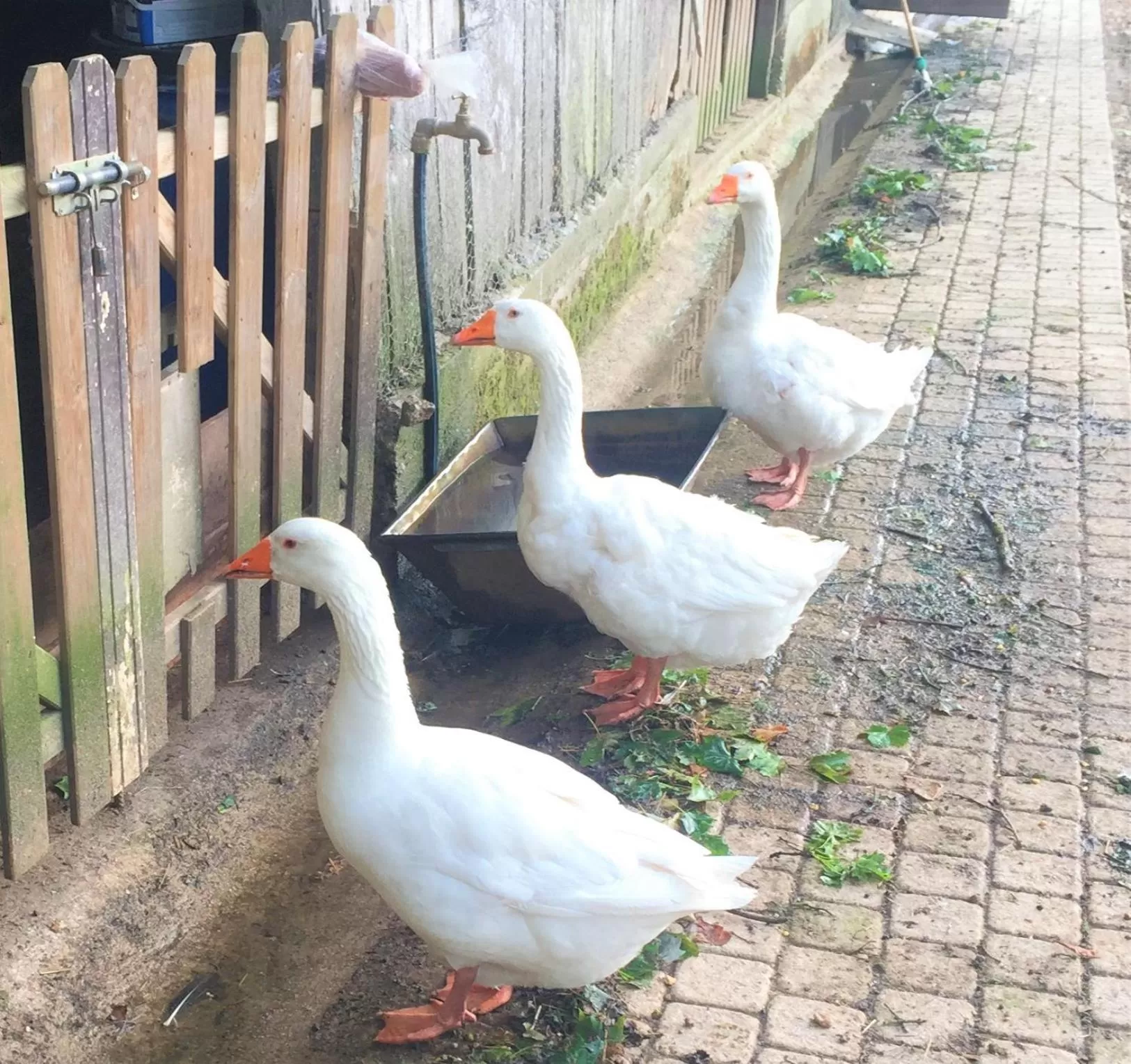 Pets in Manoir de la Rémonière