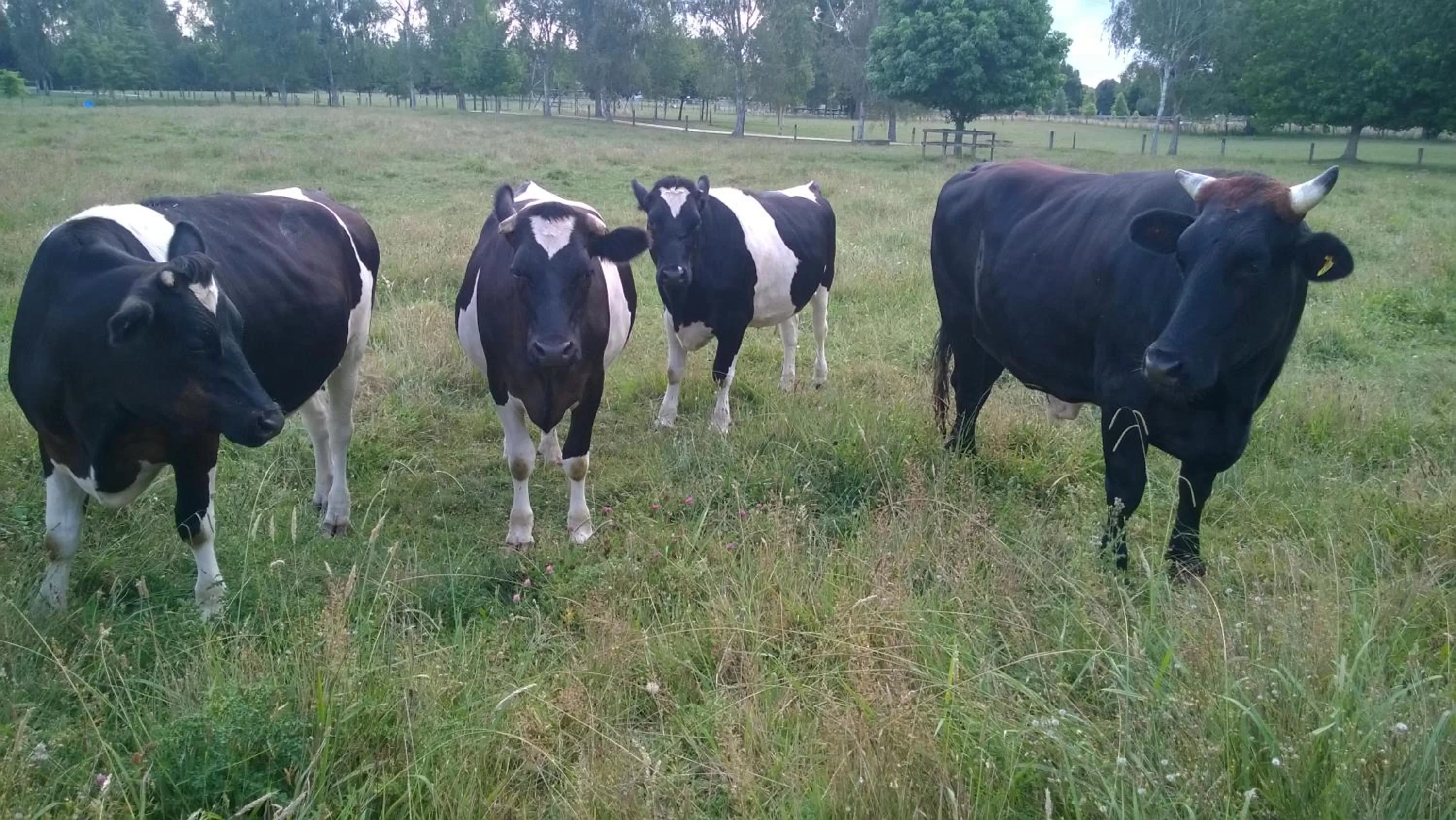 Animals, Other Animals in Korbaylen Estate