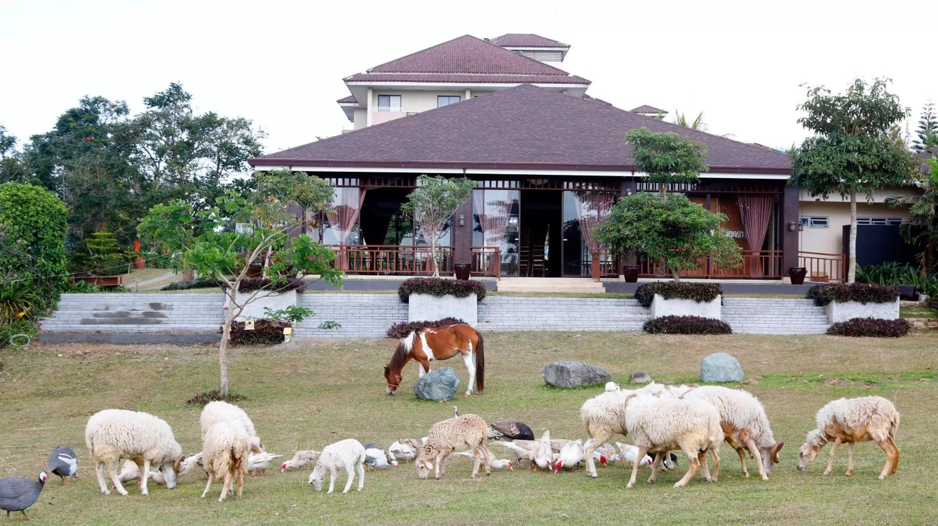 Animals in Hotel Kimberly Tagaytay