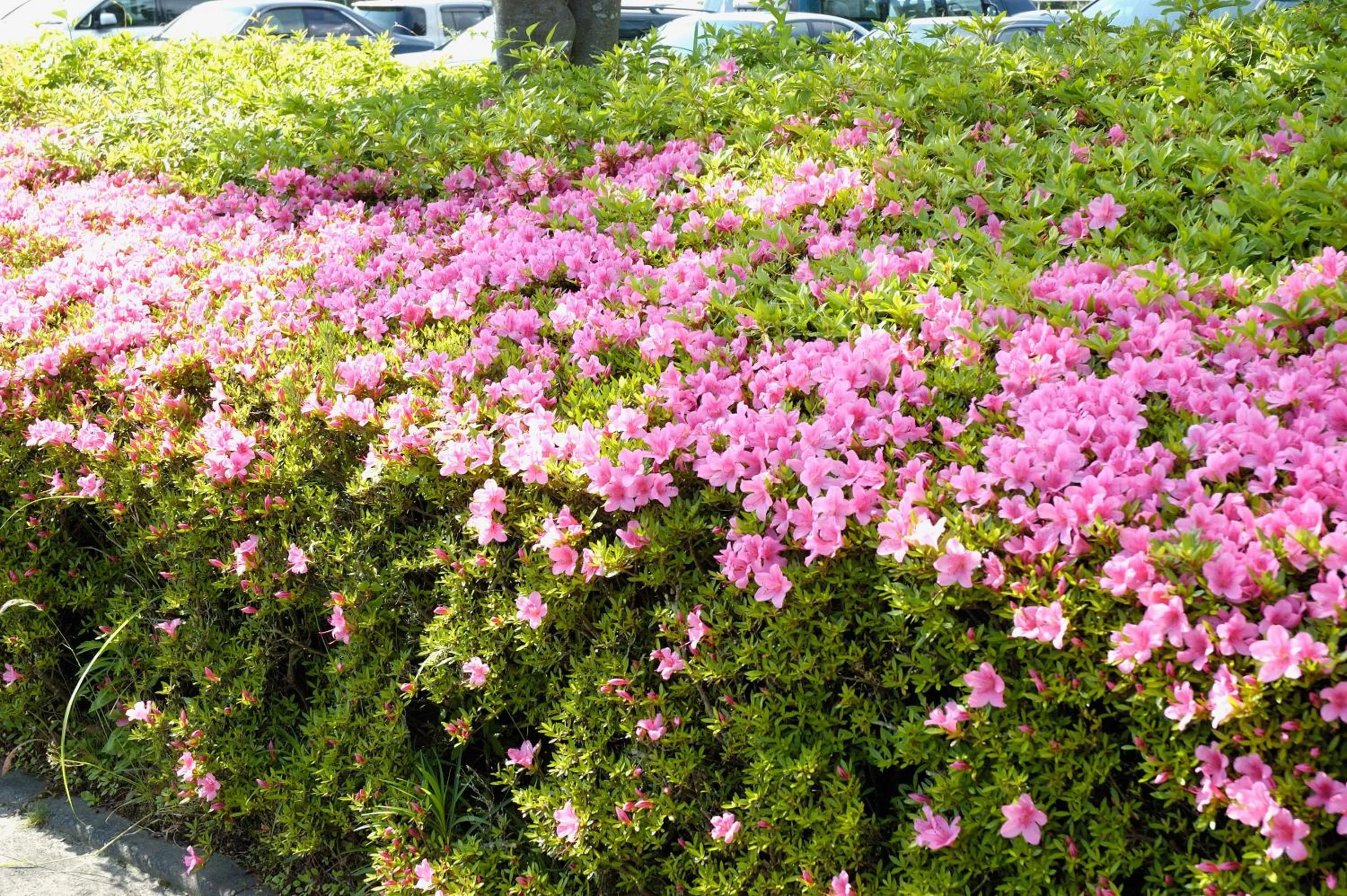 Garden in Hotel Laforet Shuzenji