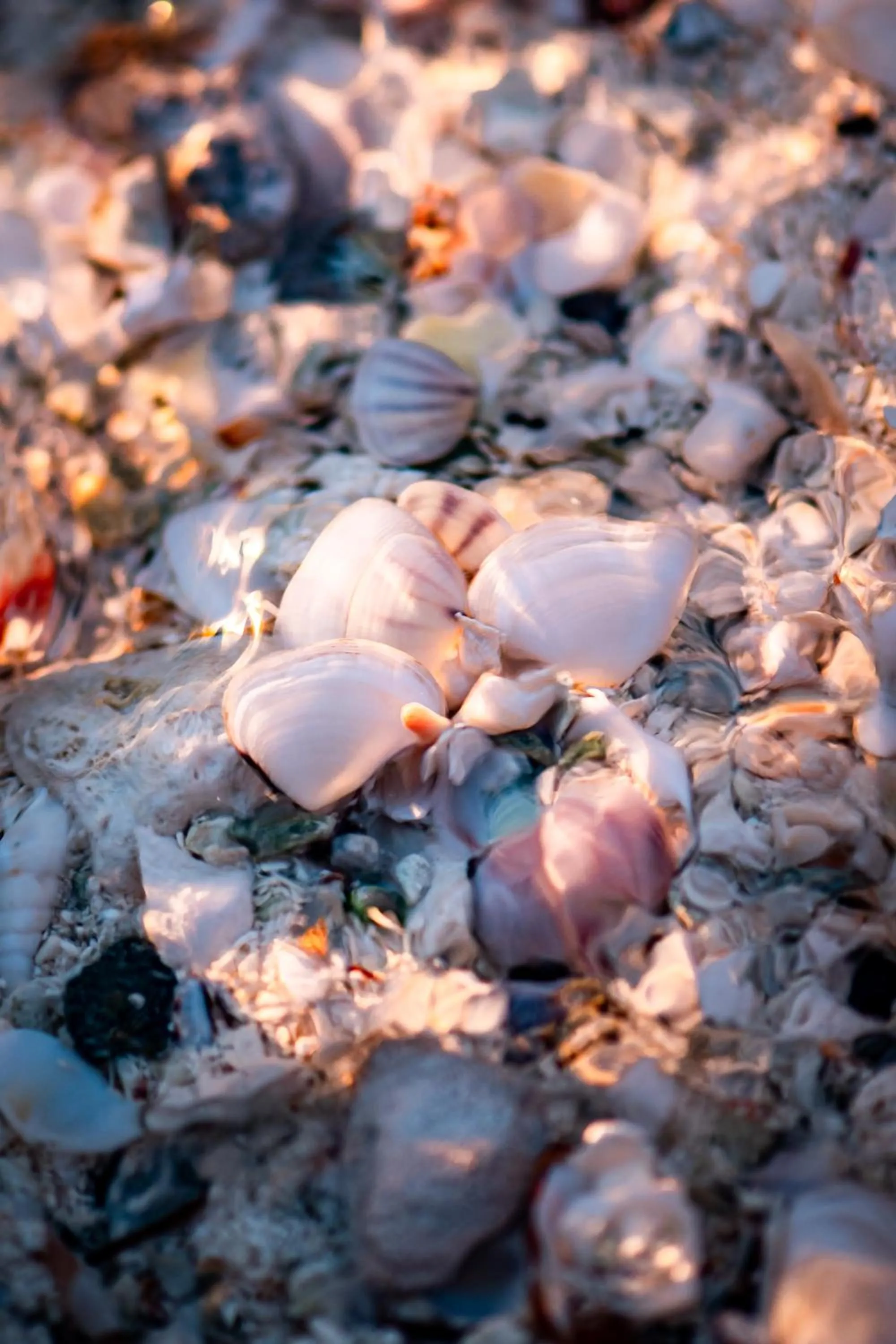 Animals in Hakuna Majiwe Beach Lodge