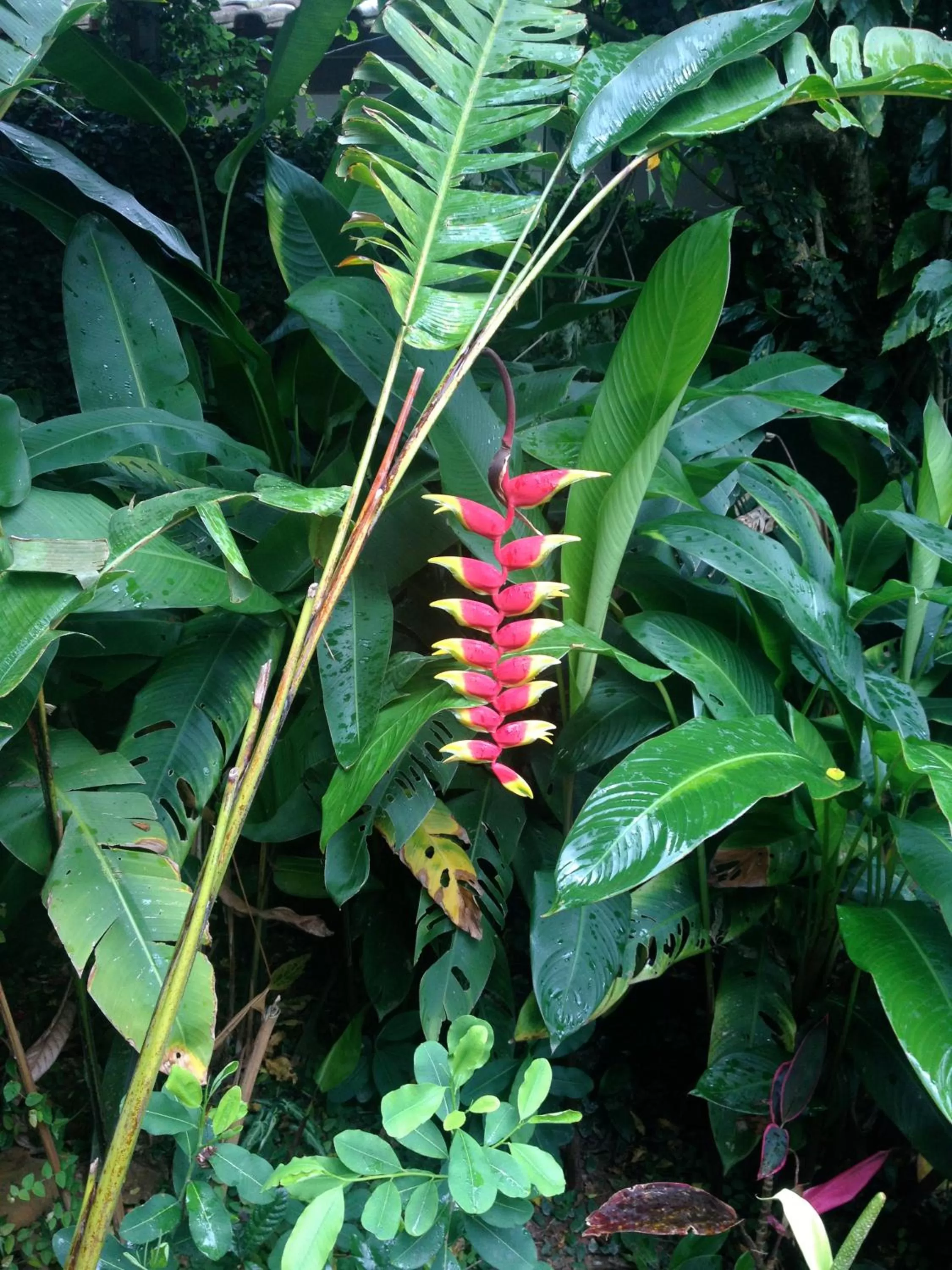 Garden, Other Animals in Janela de Marcia Bed and Breakfast