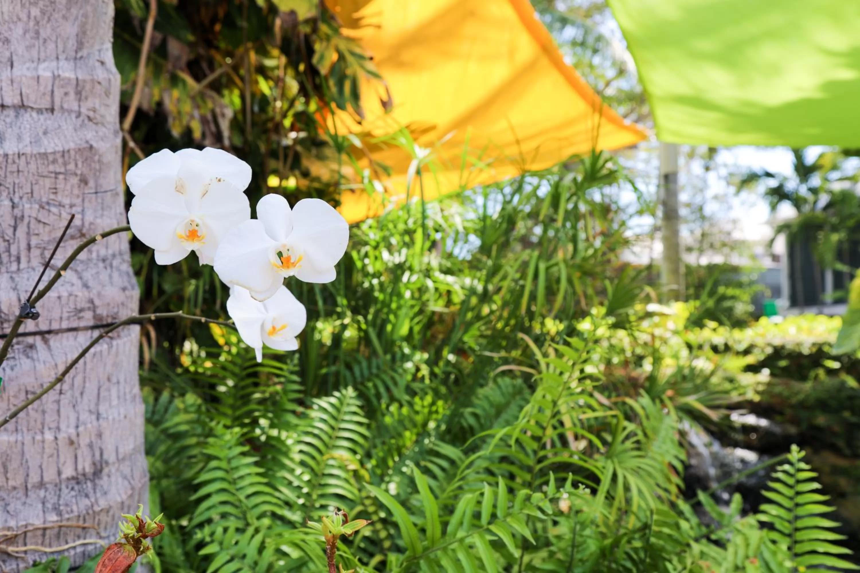 Natural landscape in Almond Tree Inn - Adults Only