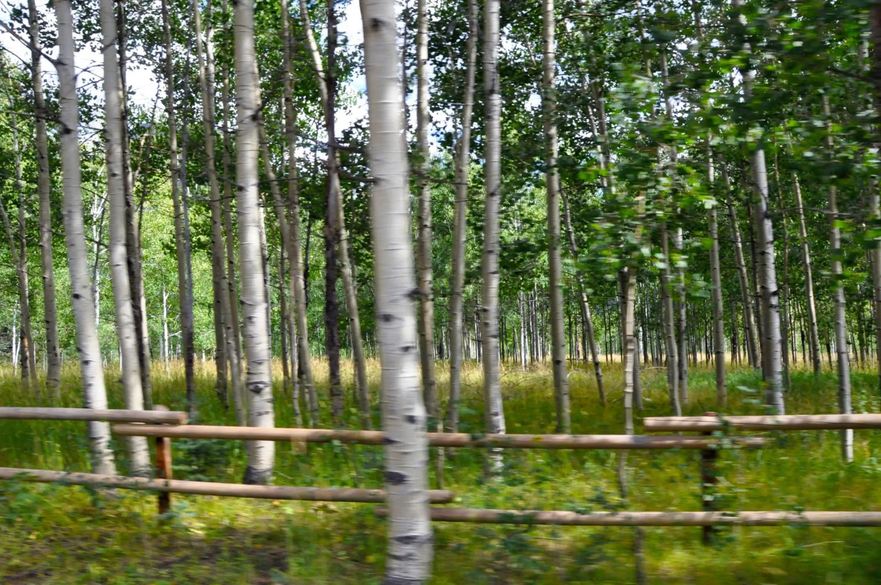 Natural landscape in Alpine Inn