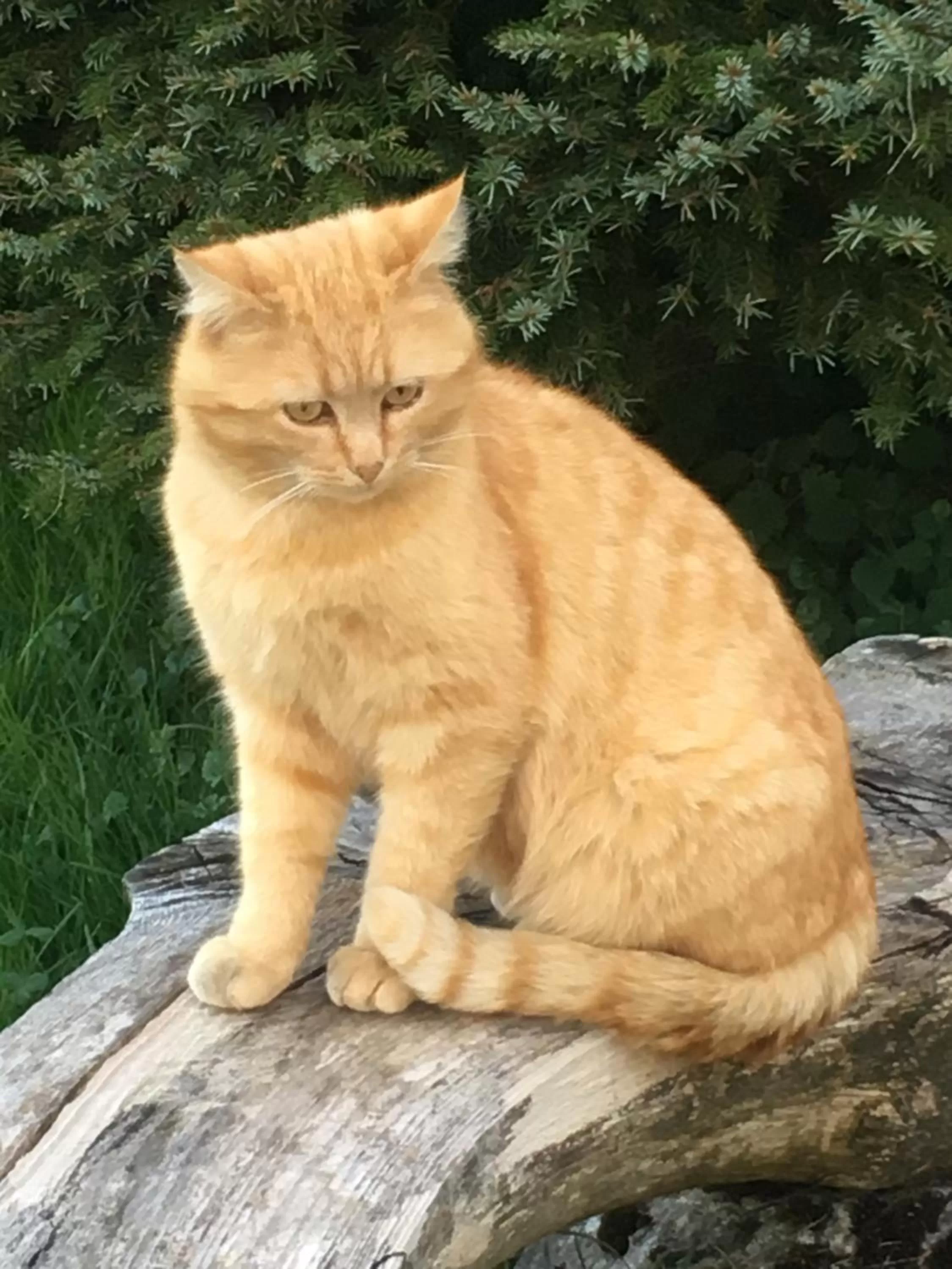 Pets in BnB-Blomberg