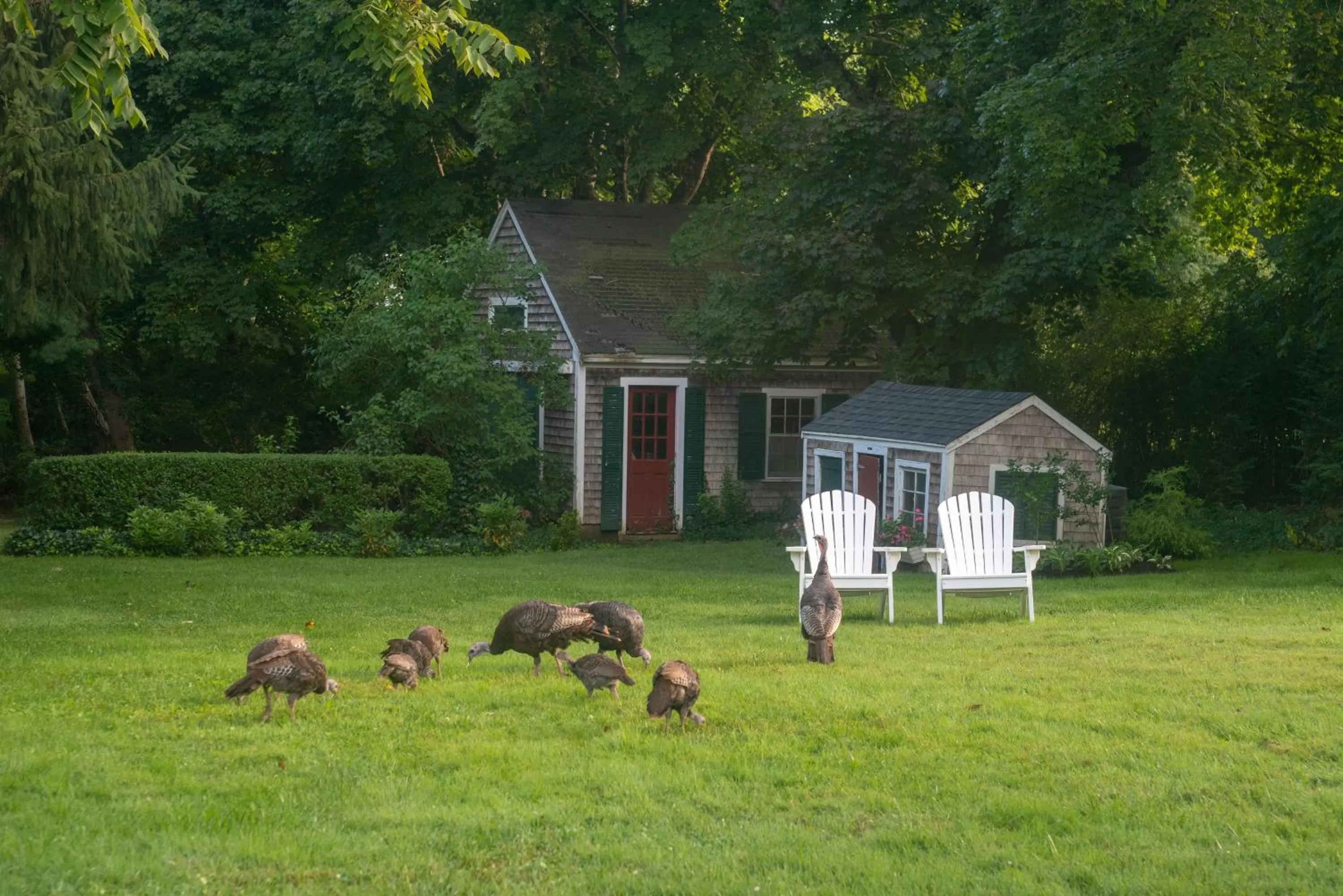 Garden in Village Inn