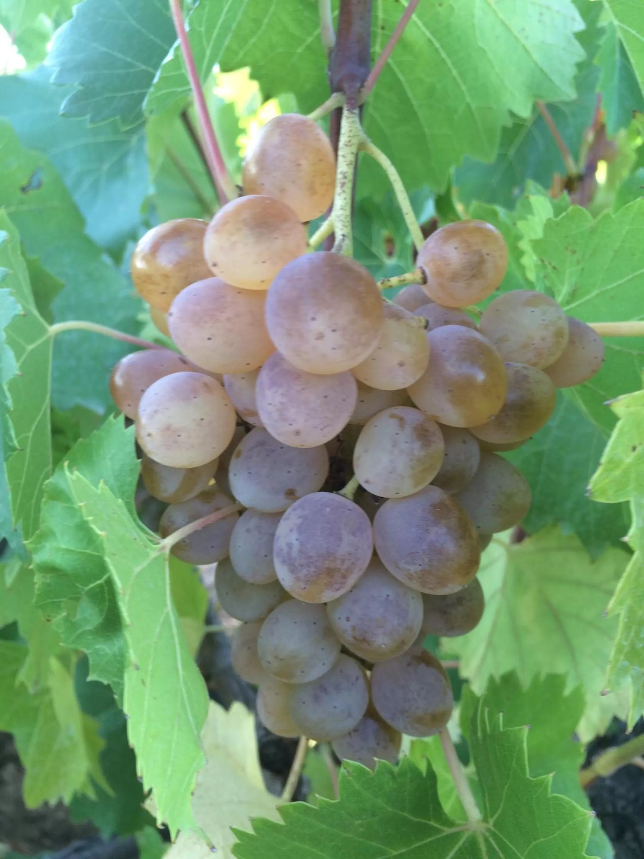 Other in Hotel Mas 1670 - Adults Only