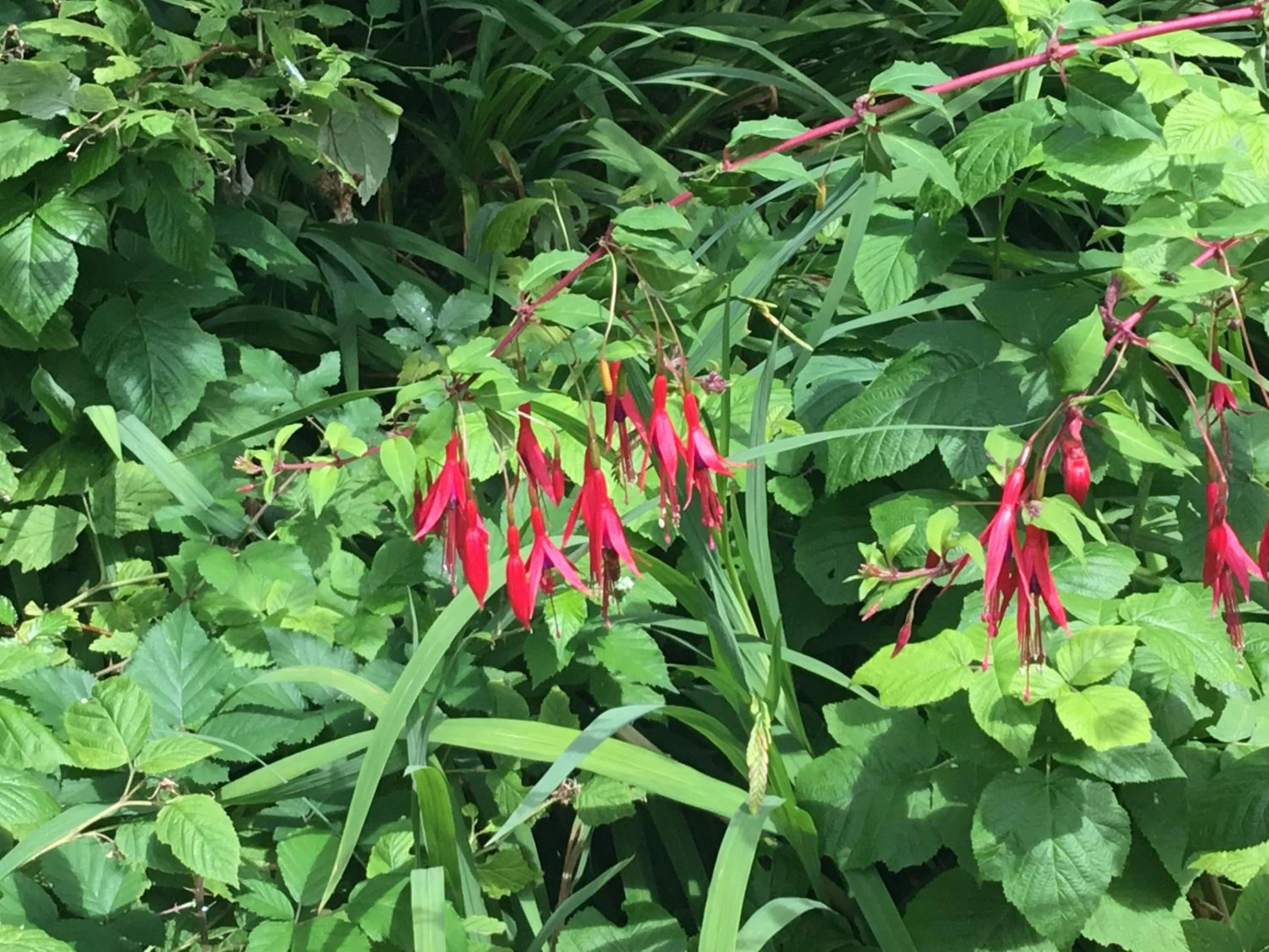 Garden in Maisonnette Nantes