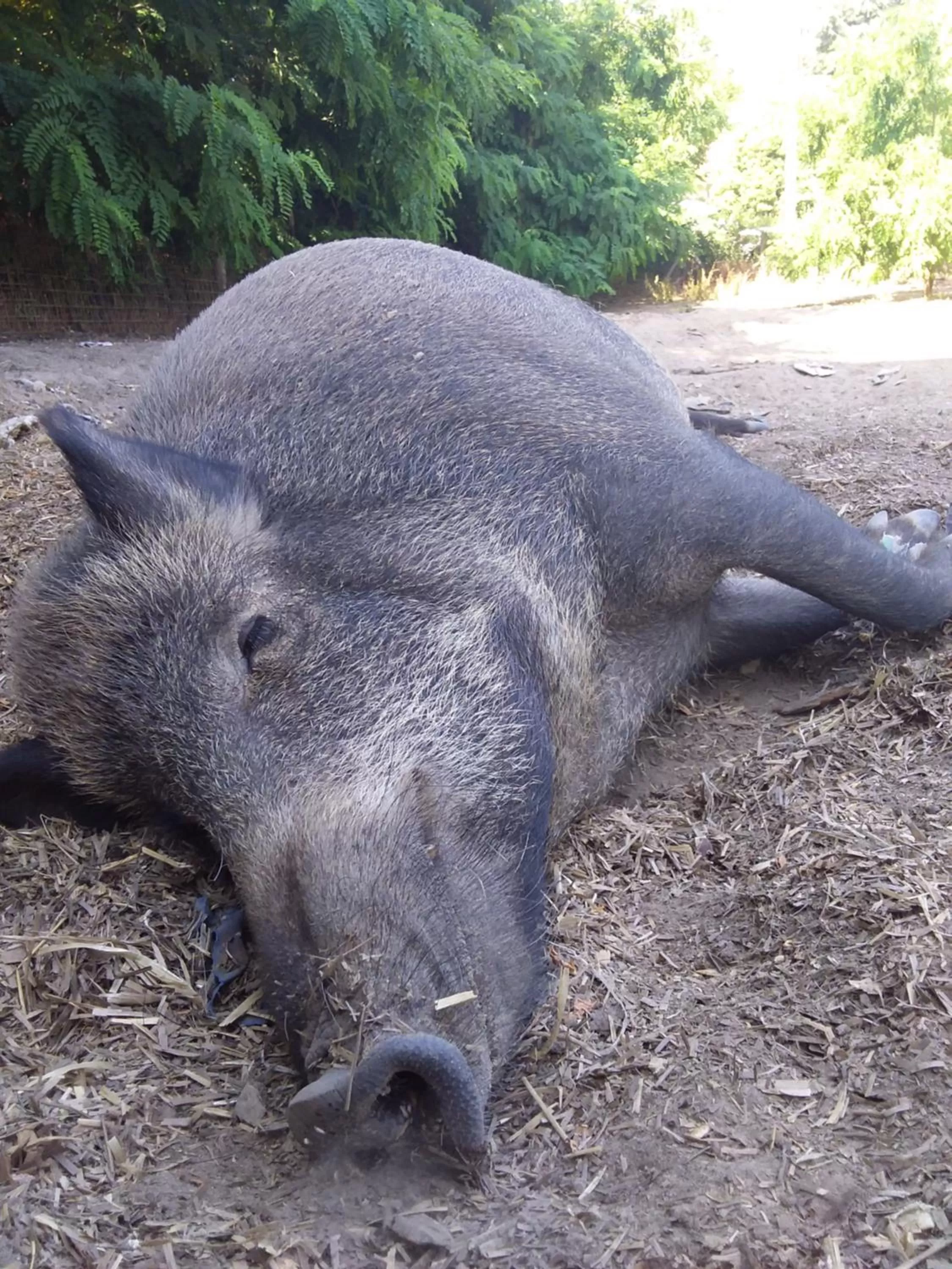 Animals in B&B Podere Legnotorto