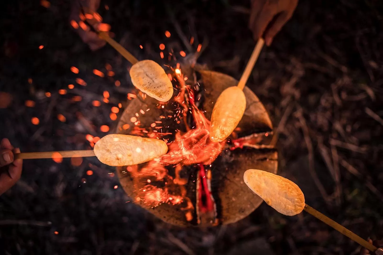 Activities, Other Animals in Hotel El faro
