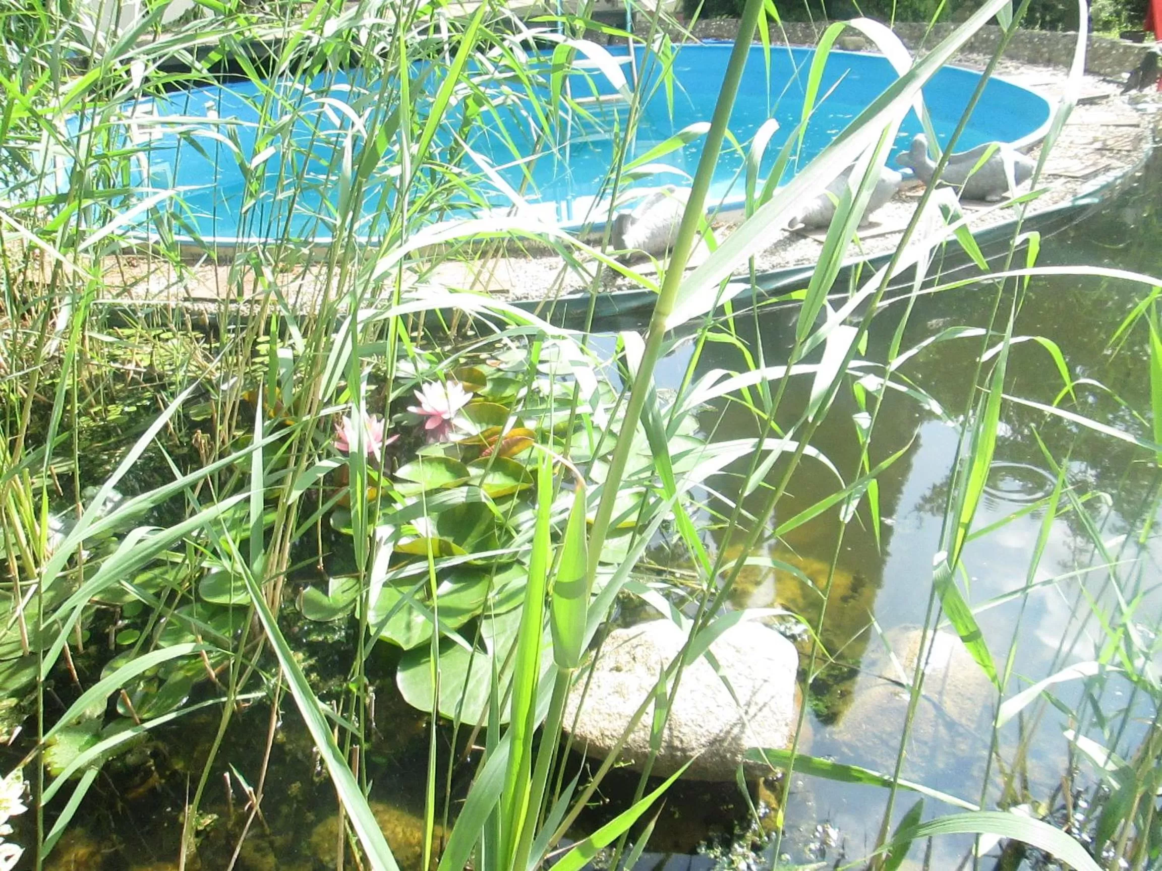 Garden in Hotel Attaché