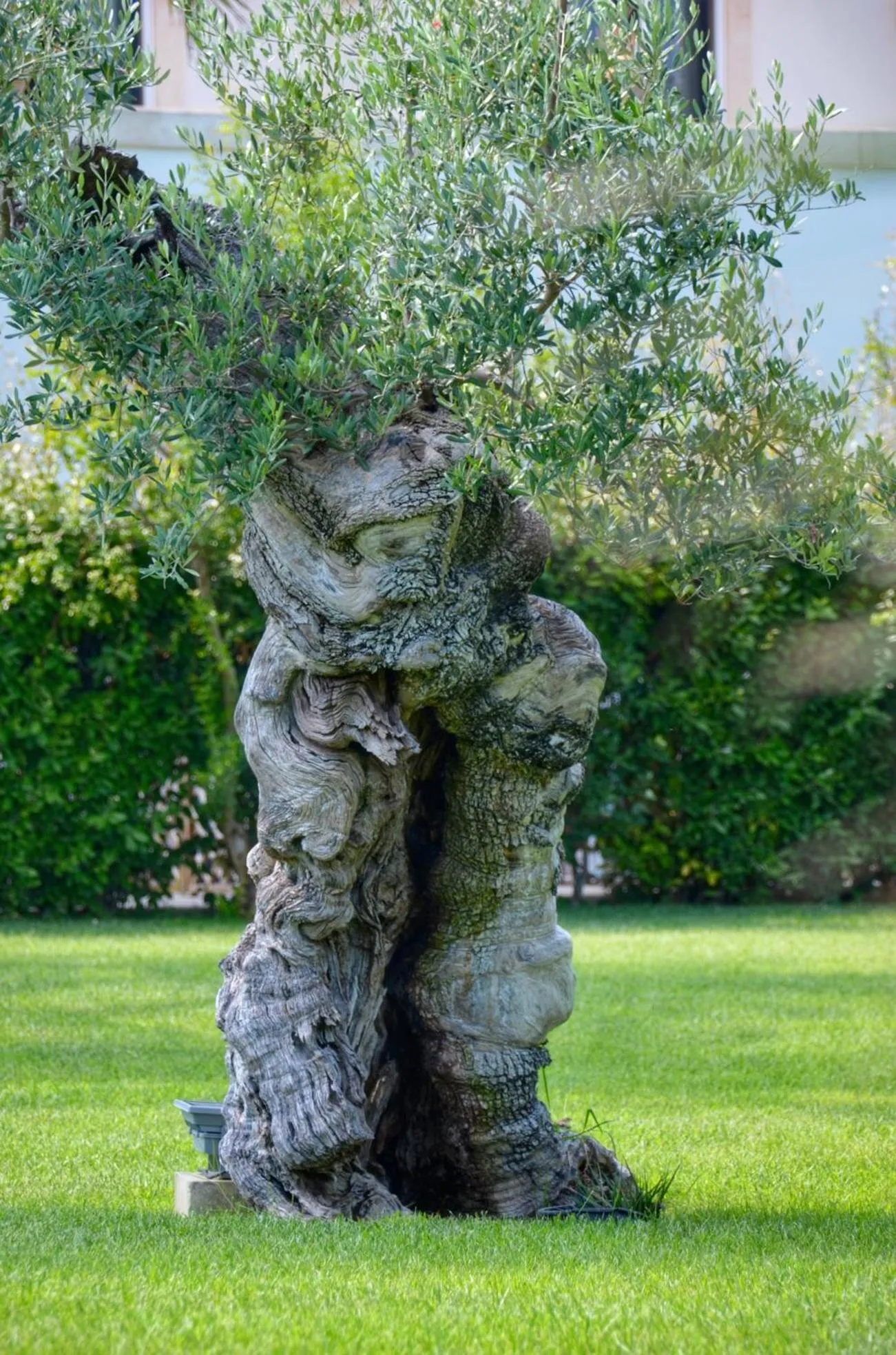 Spring in Tenuta Moreno