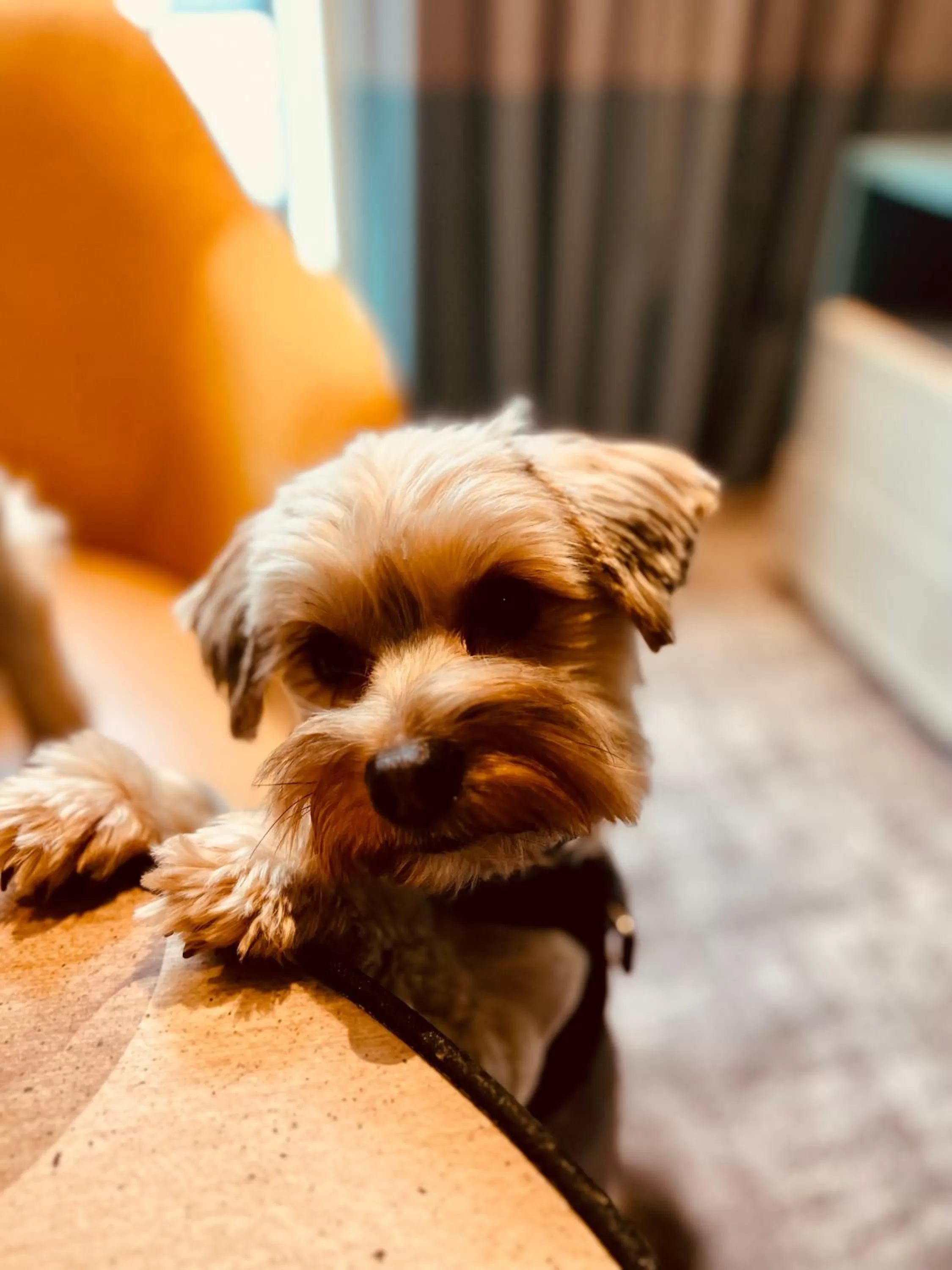 Pets in Staybridge Suites London Heathrow - Bath Road, an IHG Aparthotel