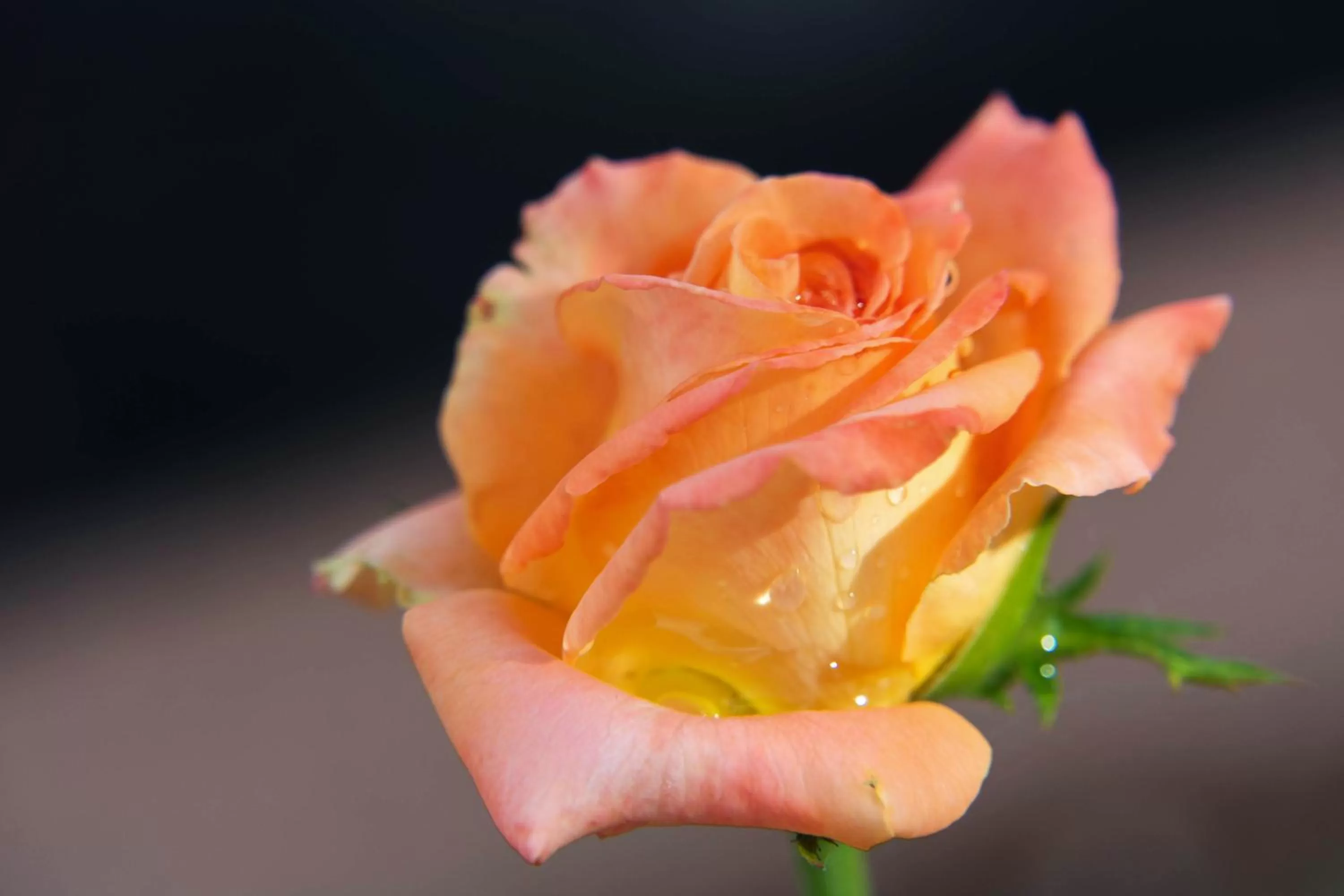 Garden in Forest Villas Hotel