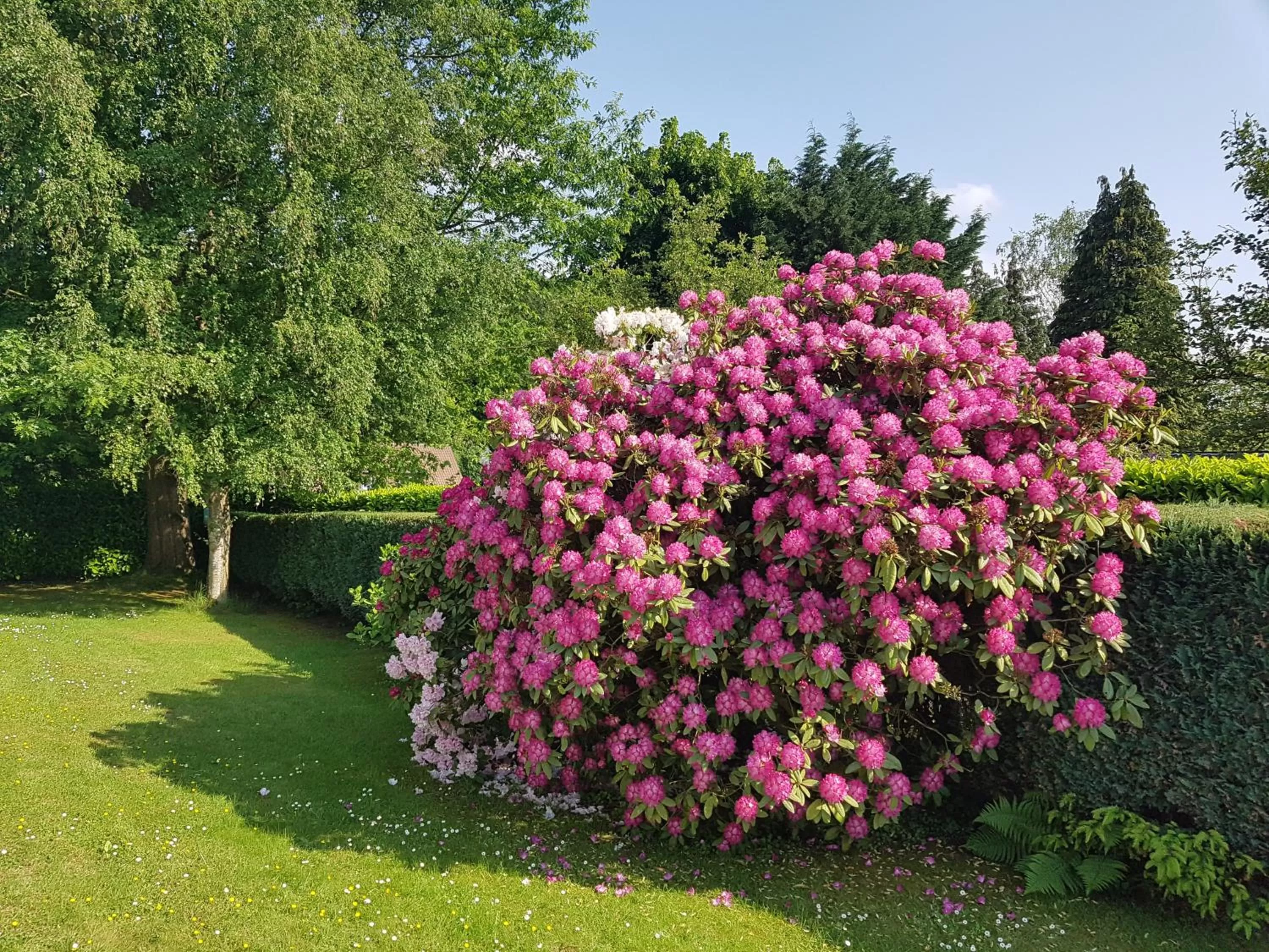 Garden in B&B prince d’Orange Waterloo