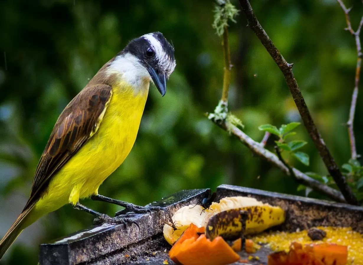Other Animals in Pousada Vila Santa Barbara