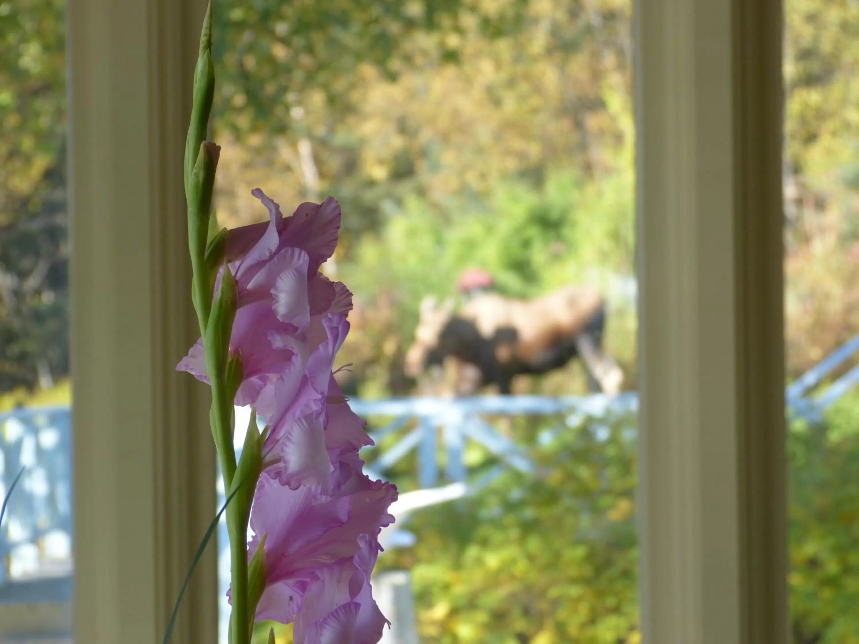 Garden in Halcyon Heights B&B/Inn
