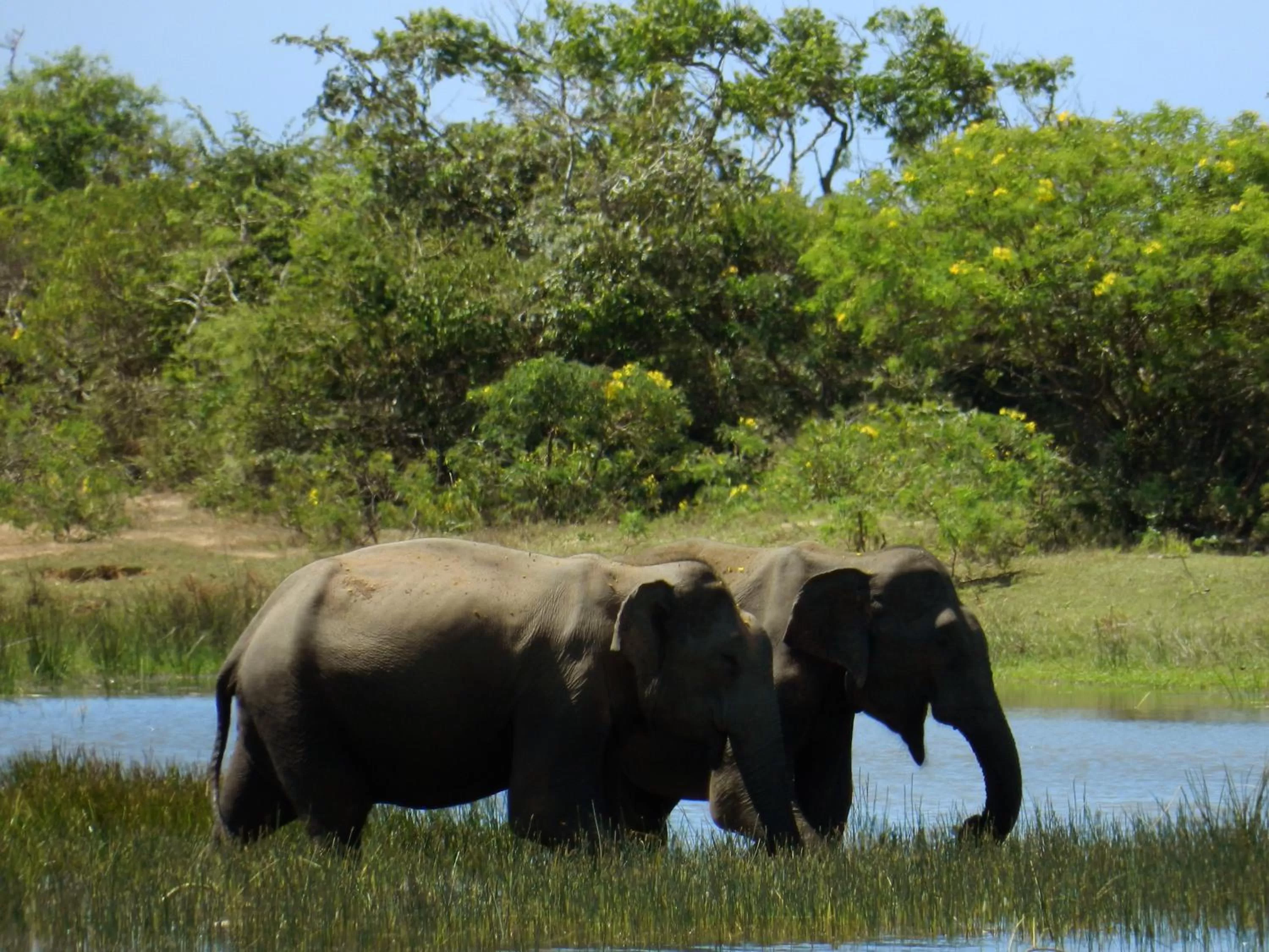Animals in Jayasinghe Holiday Resort