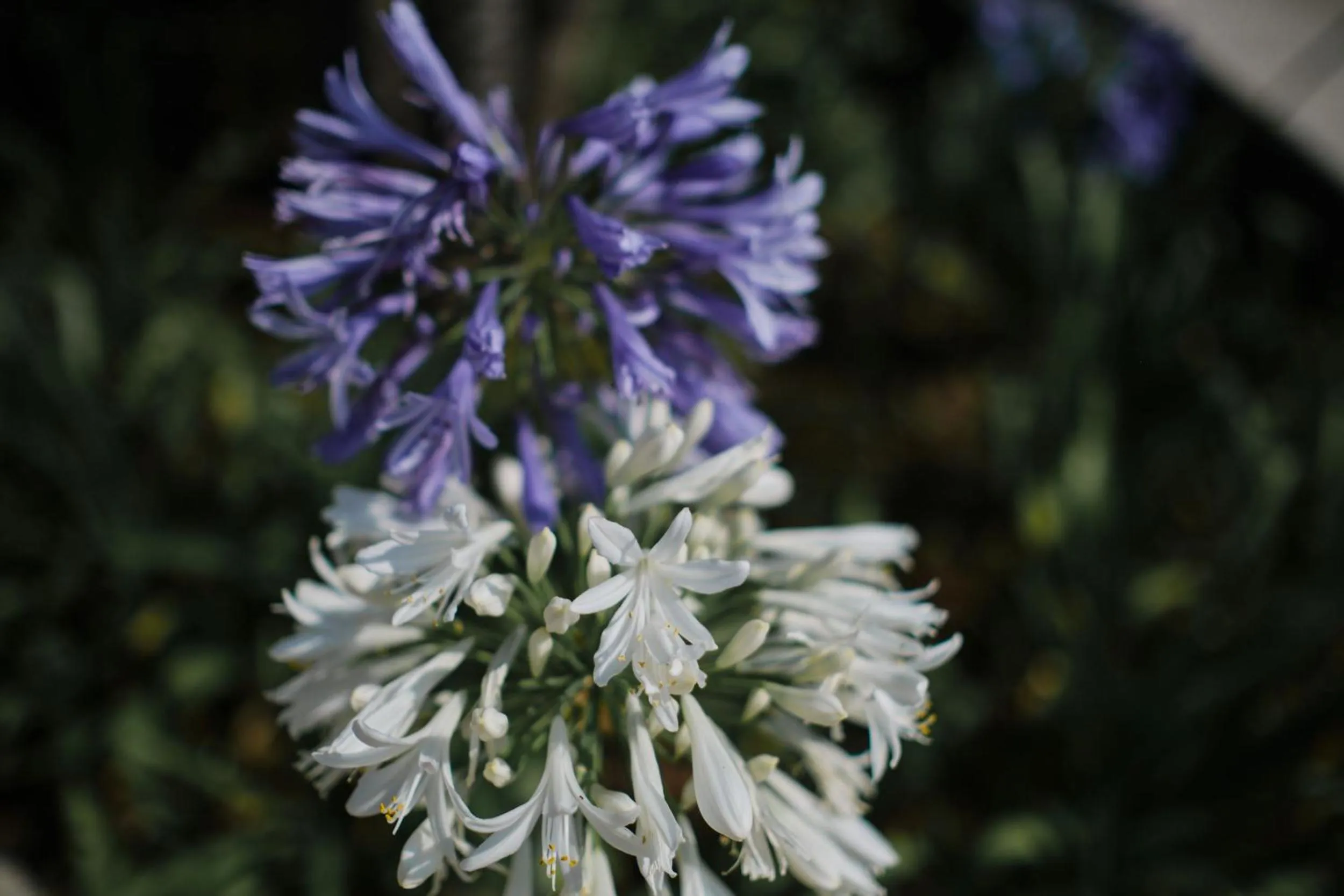 Garden view in Prinsotel Mal Pas - Adults Only