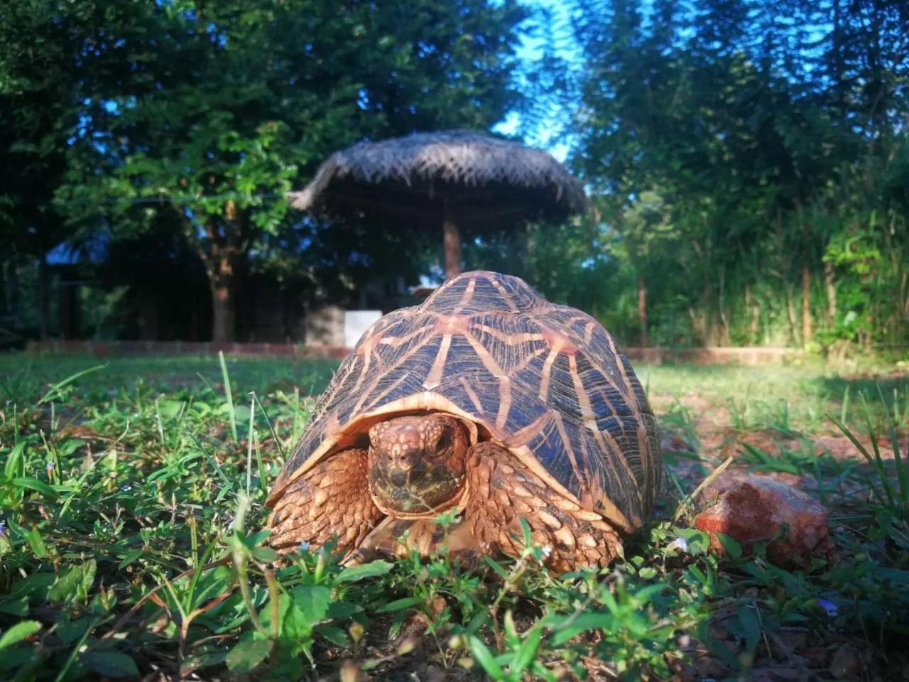 Other Animals in Green Cottage