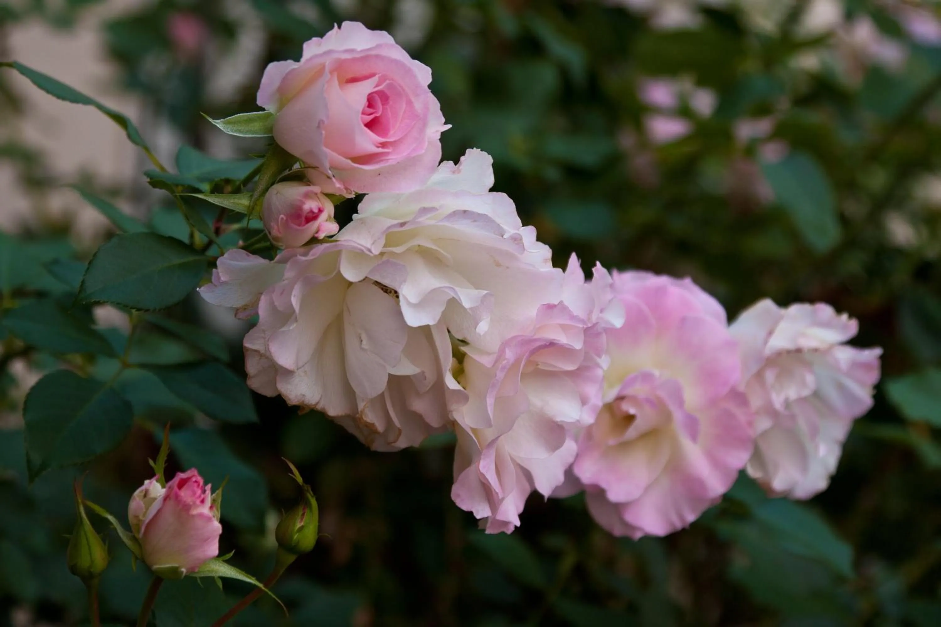Garden in The Noble Grape Guesthouse